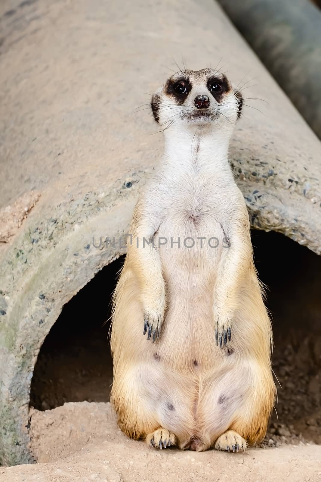 Meerkat sitting on the sand by iamnoonmai