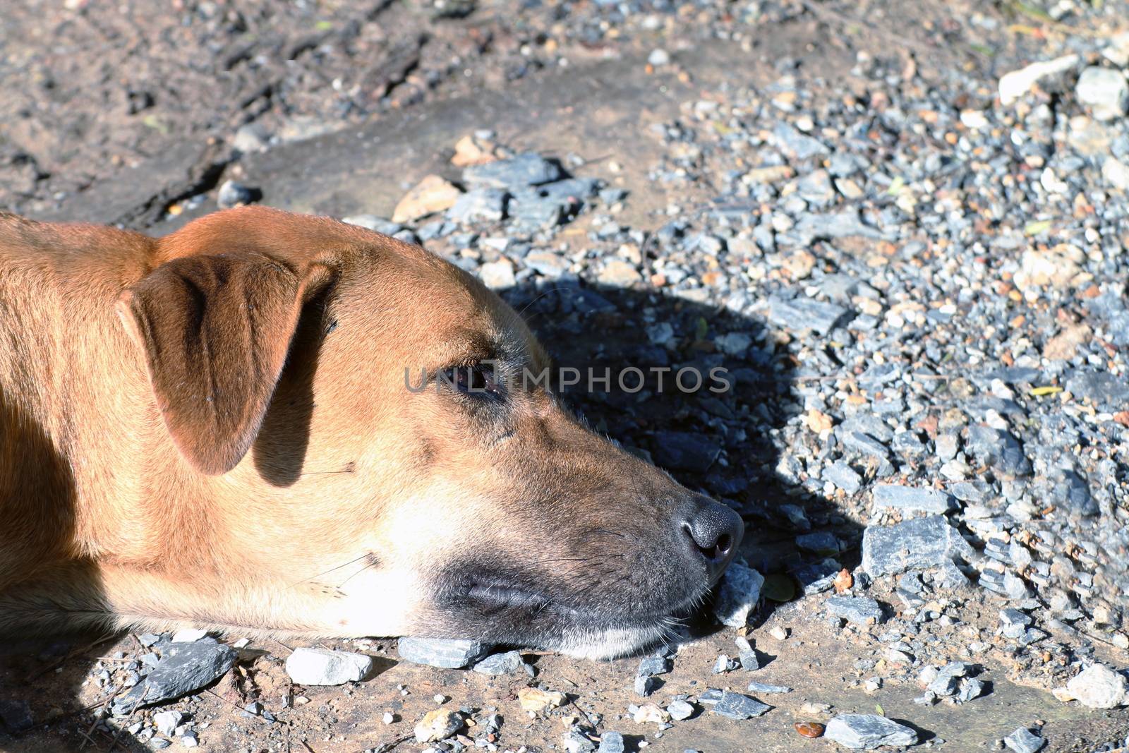 Dog, Dog head Soak up the sun, Brown Dog is sleeping (Lying), Thai Ridgeback dog brown asian by cgdeaw