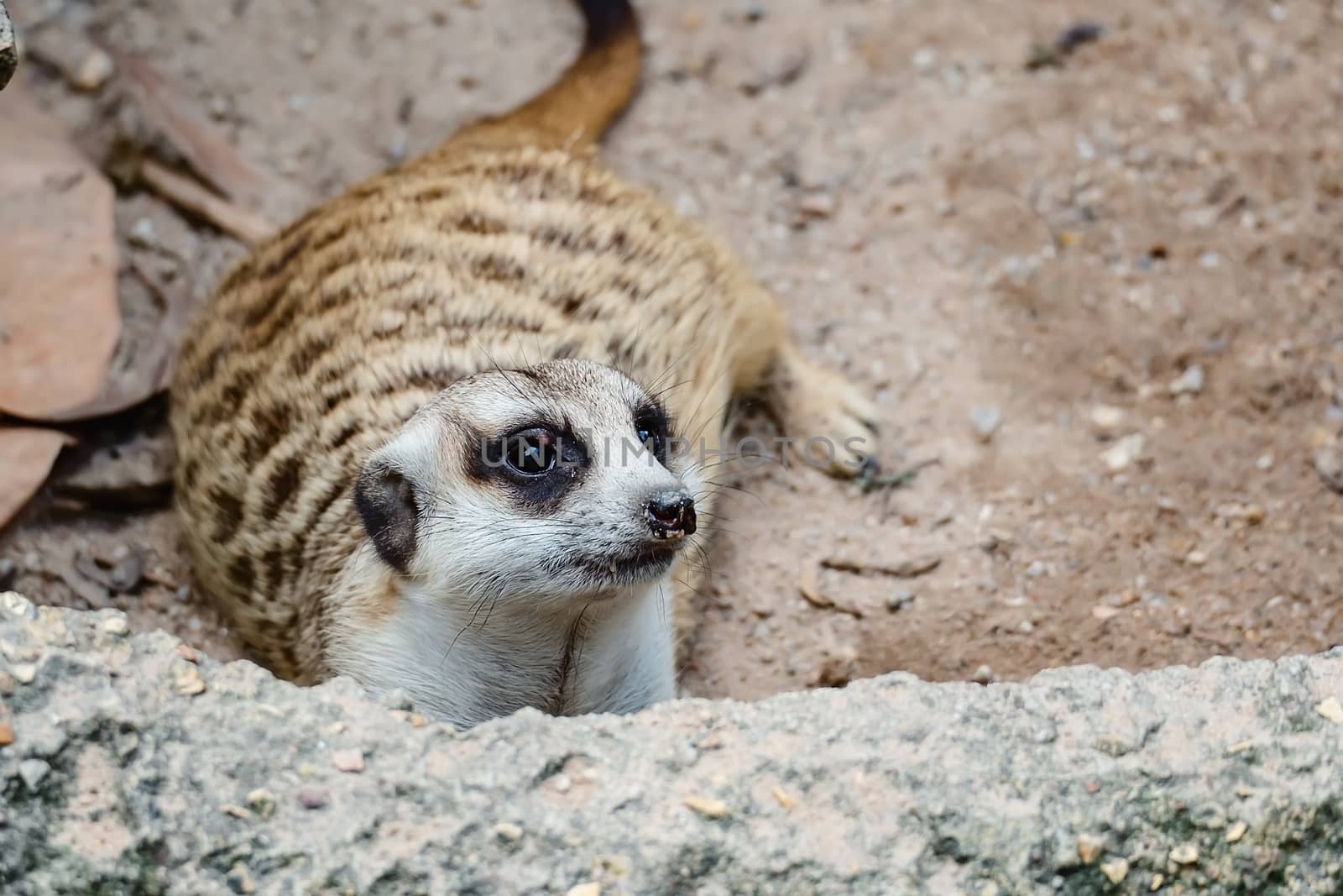 Meerkat lying on the sand for animal and wildlife concept