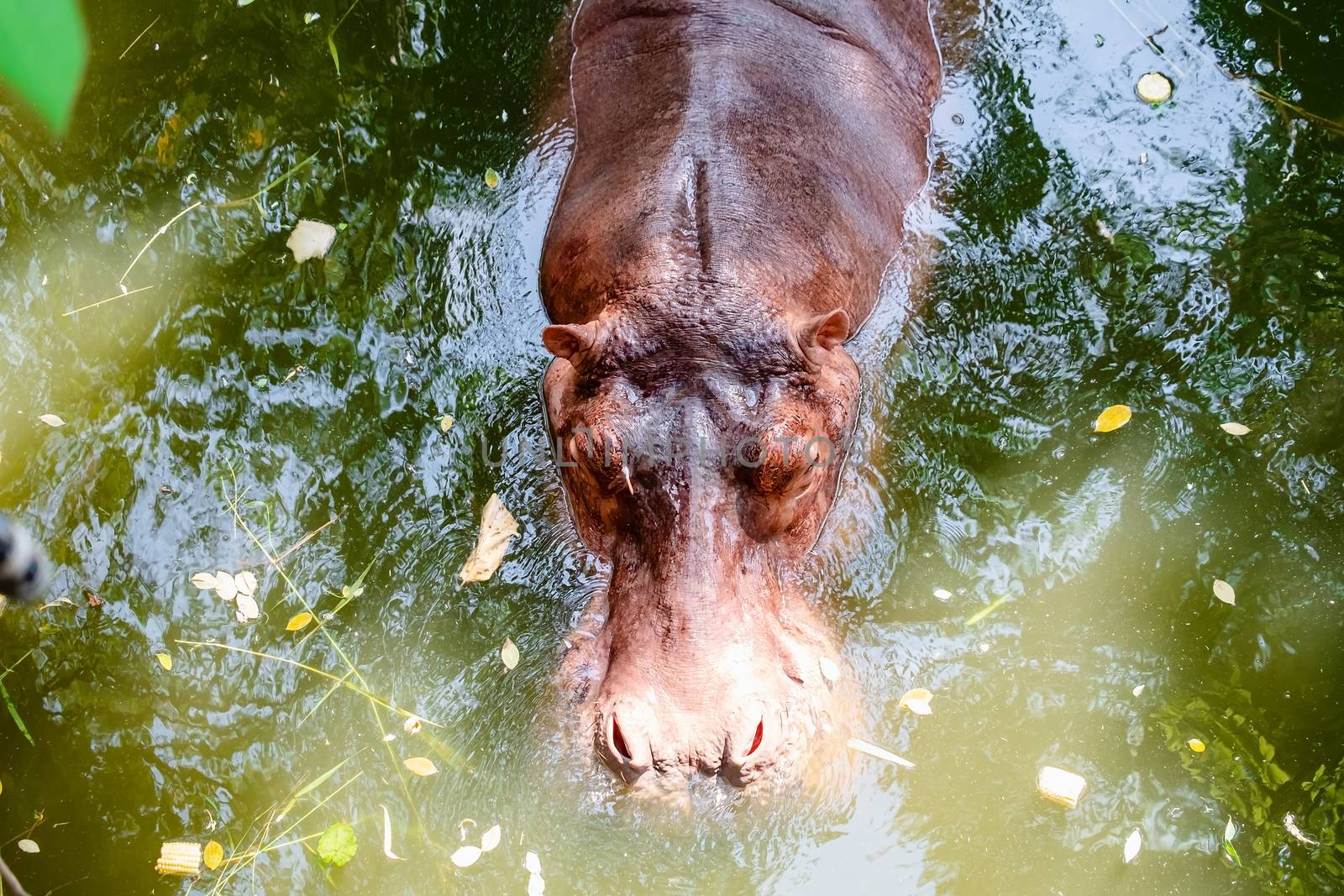 Hippopotamus in the water for animal and wildlife concept