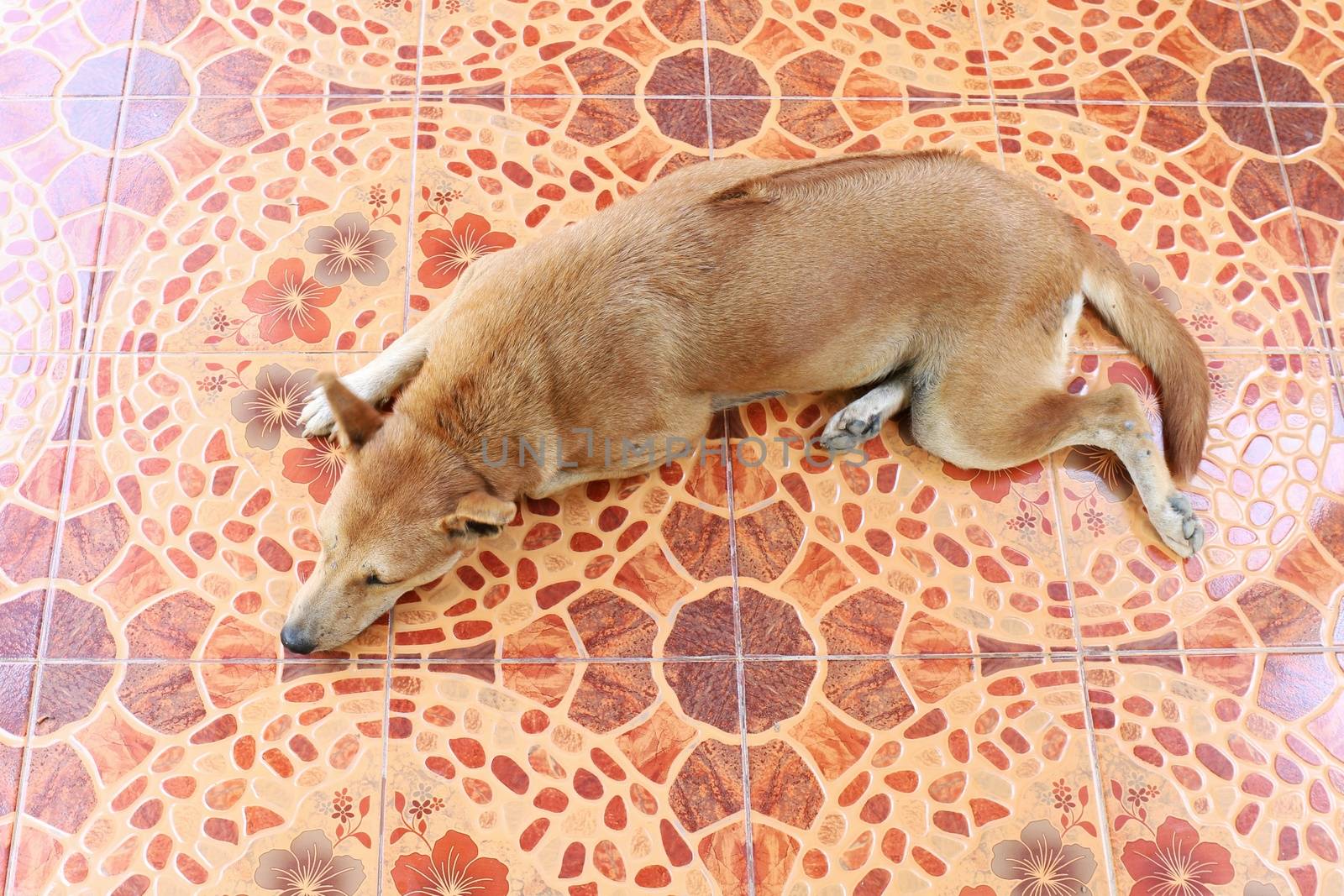 Dog, Ridgeback dog brown asian Thai is sleeping Top view on the cement floor ground by cgdeaw