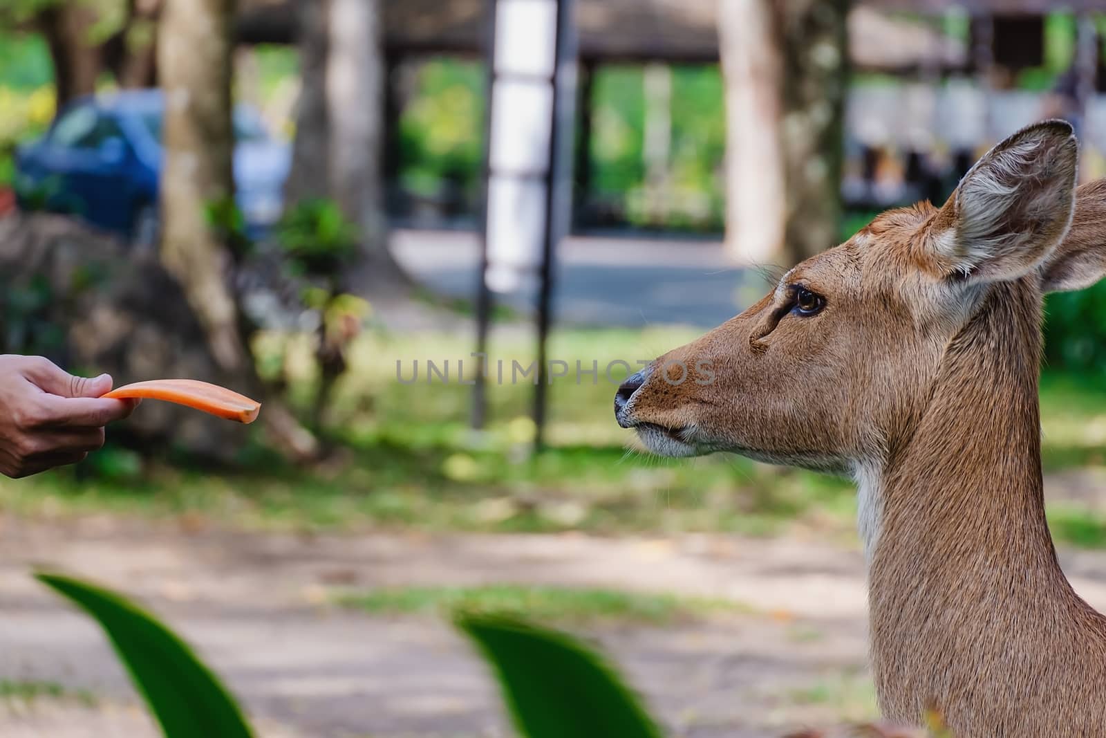 Eld's Deer (Rucervus eldii siamensis) being fed for animal and wildlife concept