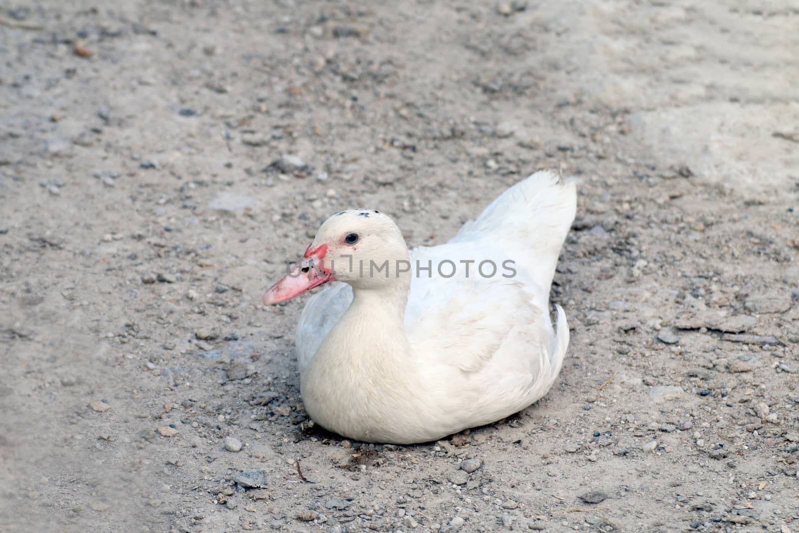 Duck white, Muscovy duck Laying on the ground by cgdeaw