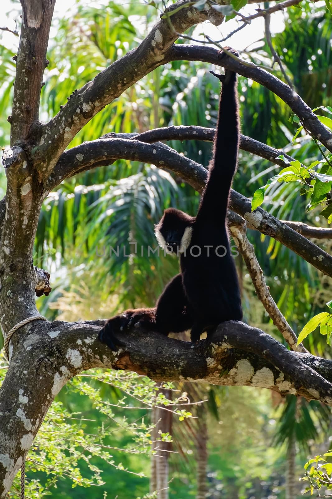 Gibbon climbing on the tree by iamnoonmai