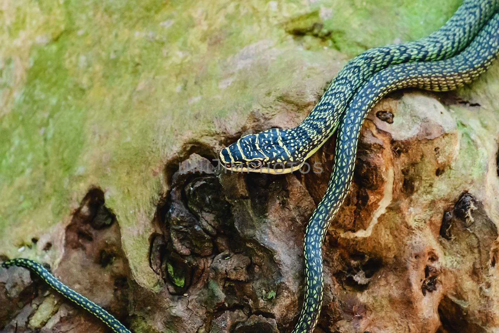 Green snake in the nature for animal and wildlife concept