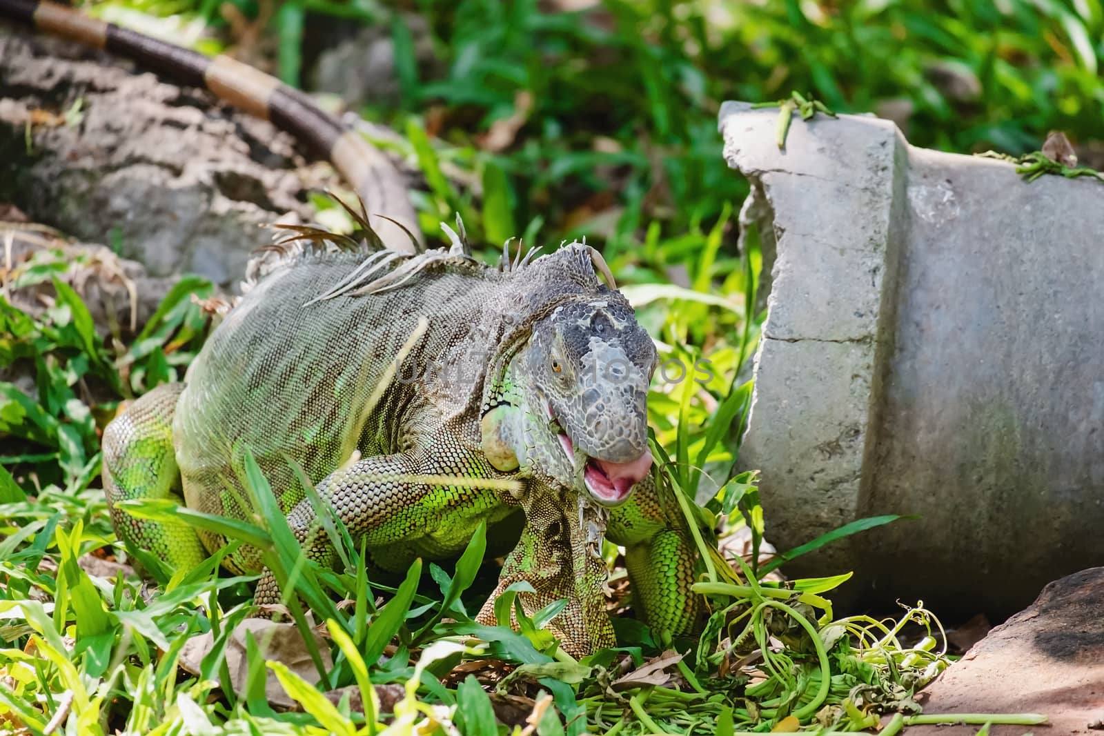 Rhinoceros Iguana (Cyclura cornuta) in the nature for animals and wildlife concept