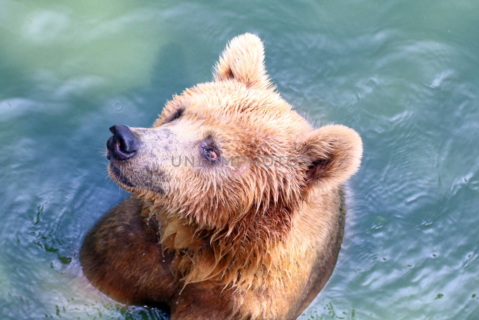 Bear, Grizzly bear in water by cgdeaw