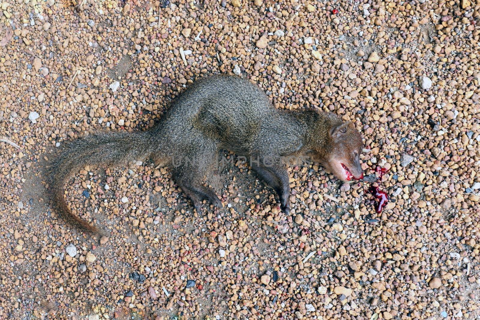Weasel asia dead on the floor, Ferrets dead on the floor and red blood on mouth, Dead Animals Wildlife, Animal Species, Squirrels Chipmunks dead