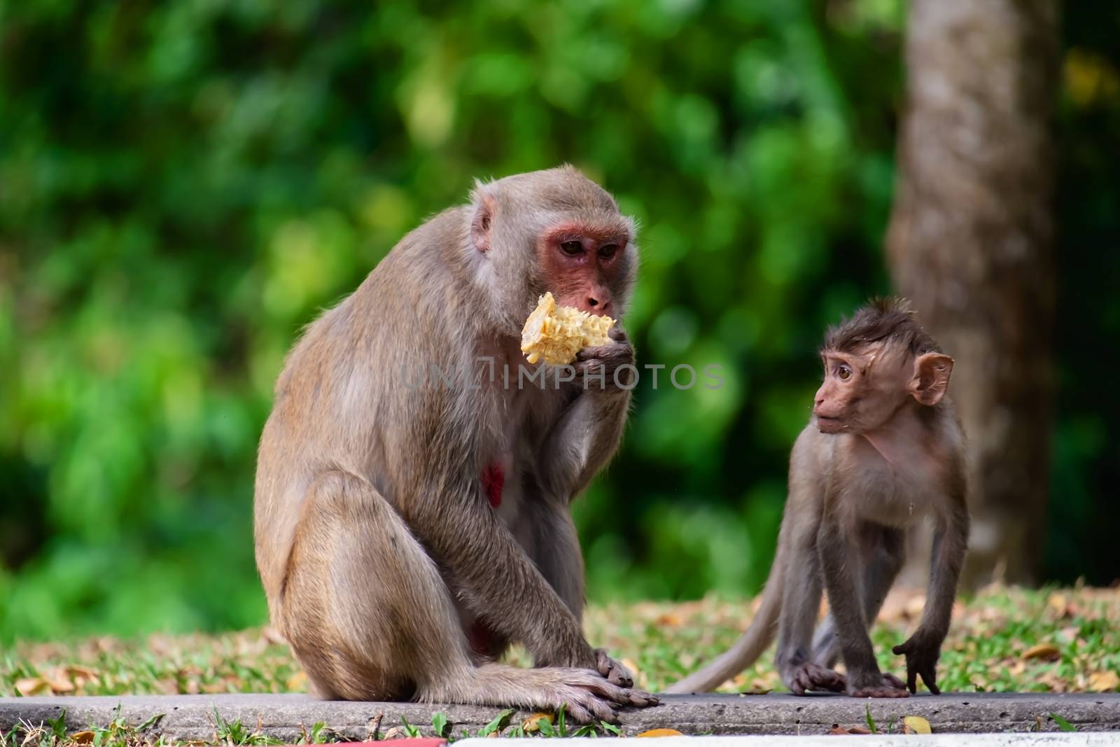 Monkey with baby sitting in the nature for animal and wildlife concept