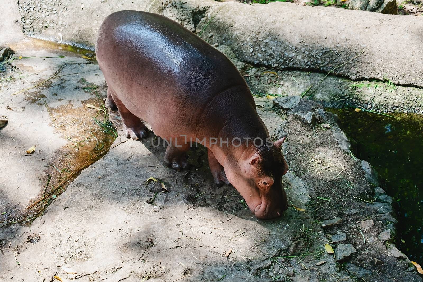 Hippopotamus walking on the rocks near the river for animal and wildlife concept