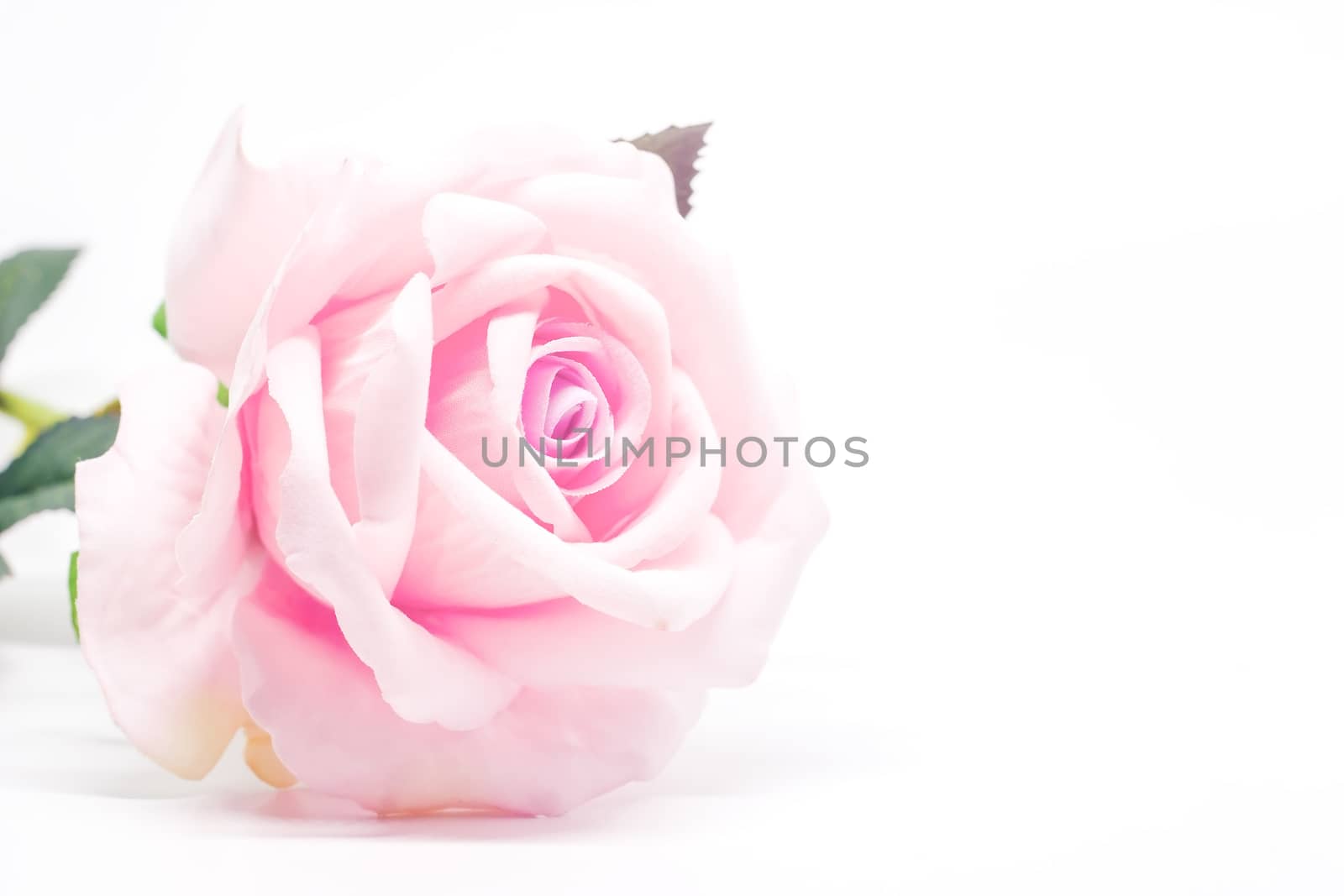 Artificial sweet pink rose for decoration on white background with soft tone image