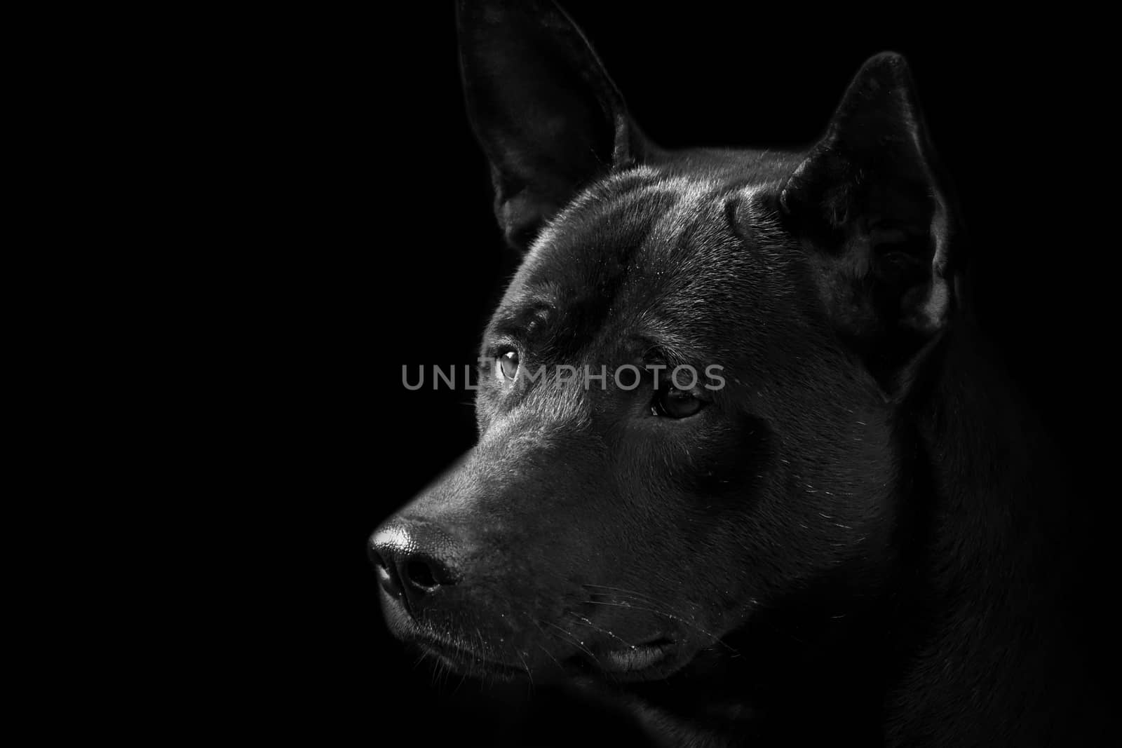 Dog, Black dog face close up (Selective Focus) by cgdeaw