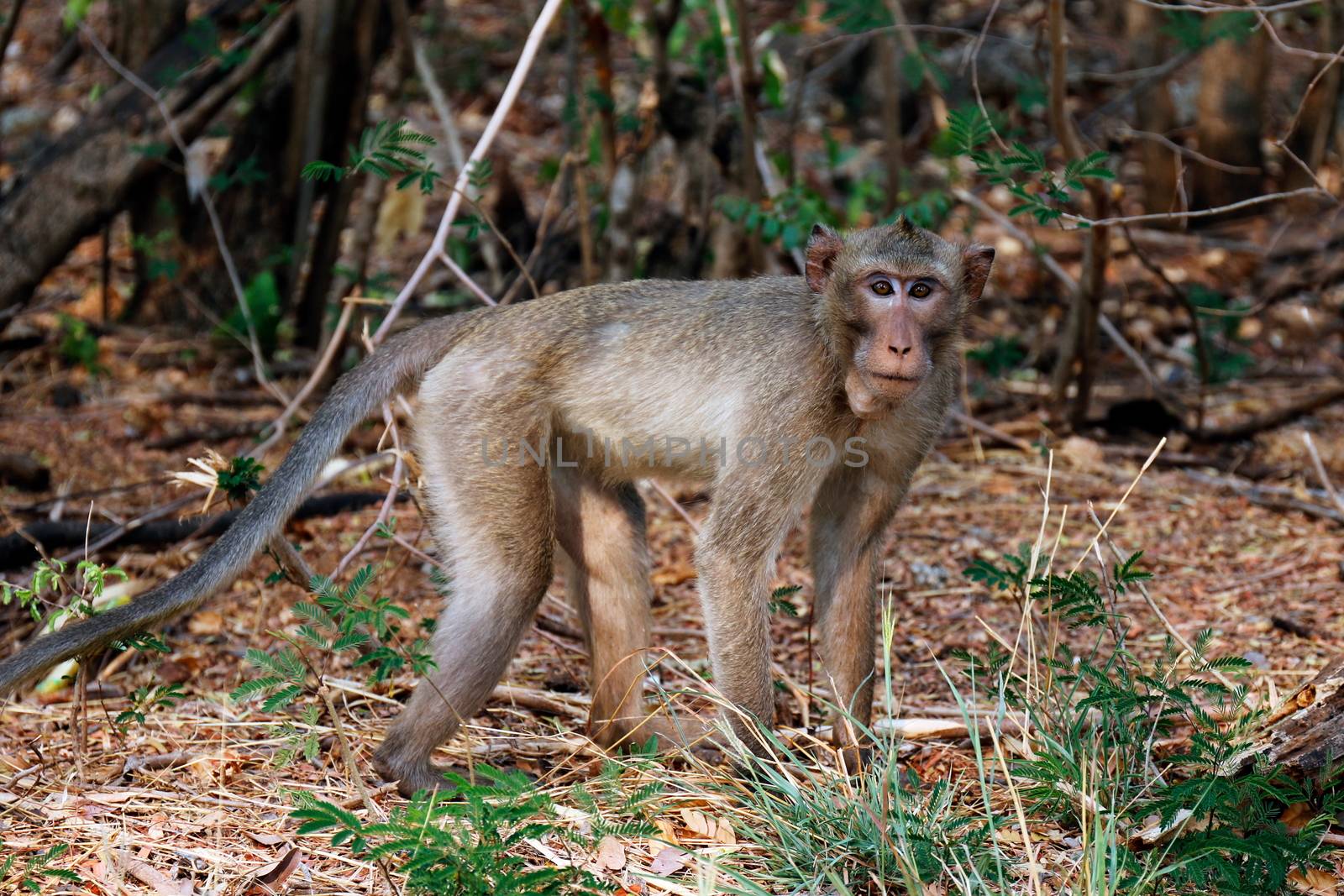 Monkey, Monkeys walk in the wild by cgdeaw