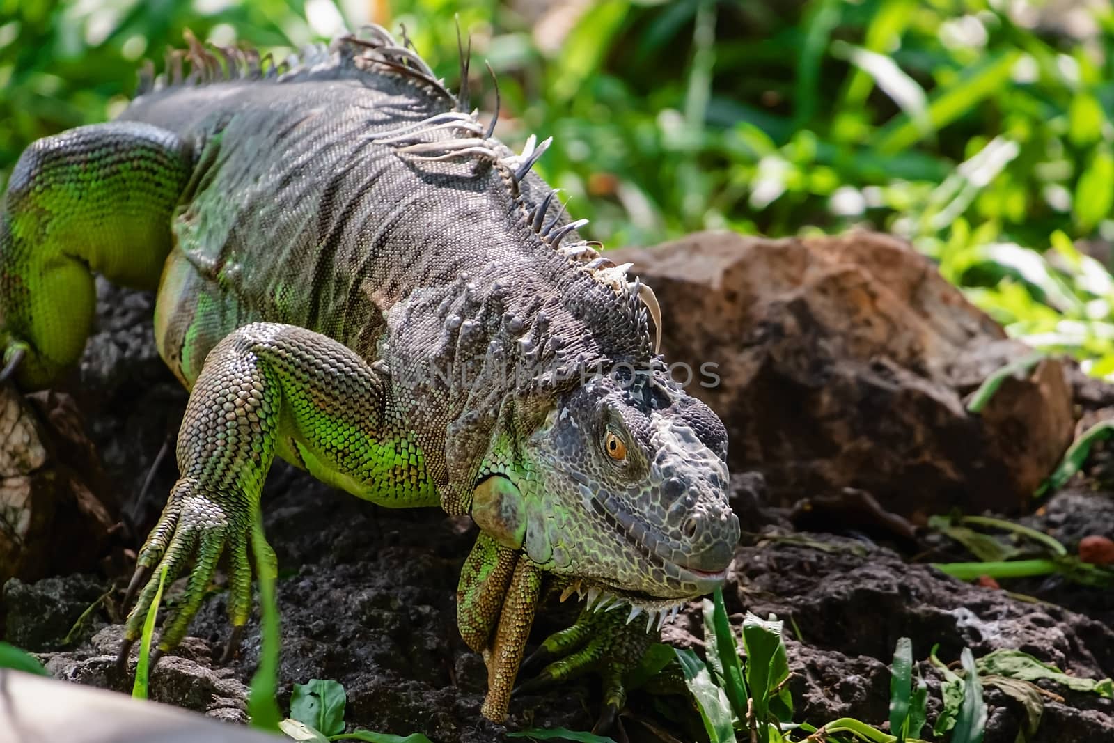 Rhinoceros Iguana (Cyclura cornuta) in the nature for animals and wildlife concept