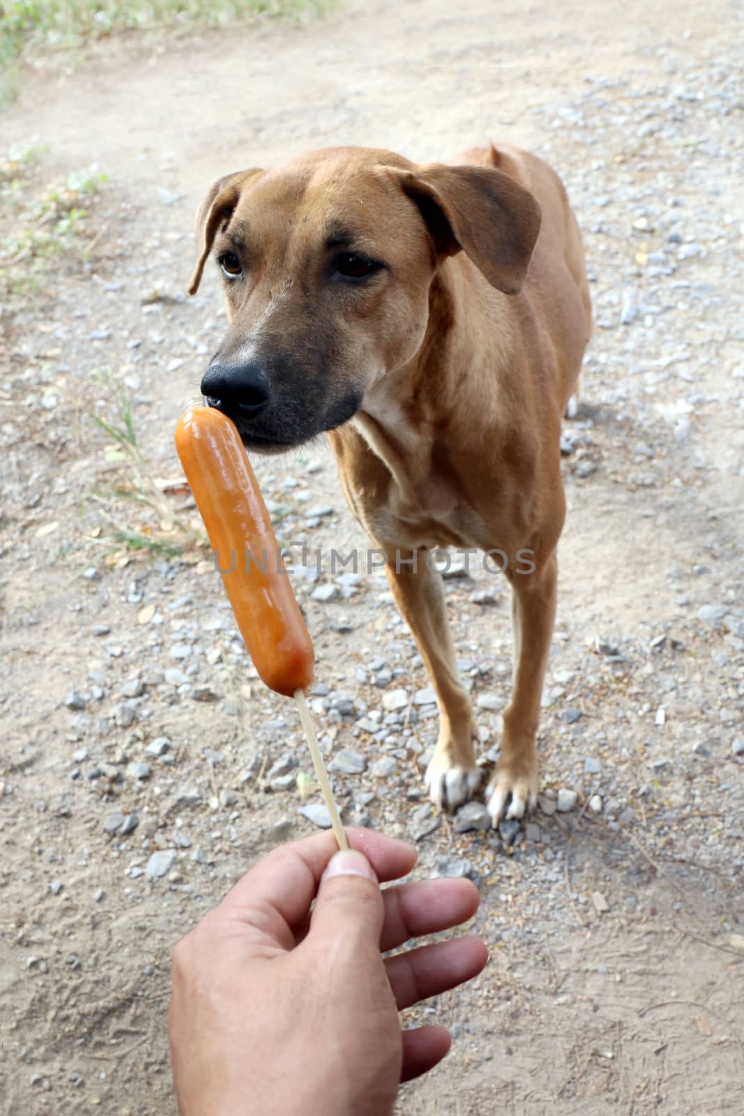 Dog and sausage, Sausage in hand and Dogs brown are hungry, Hungry dog (Selective focus) by cgdeaw