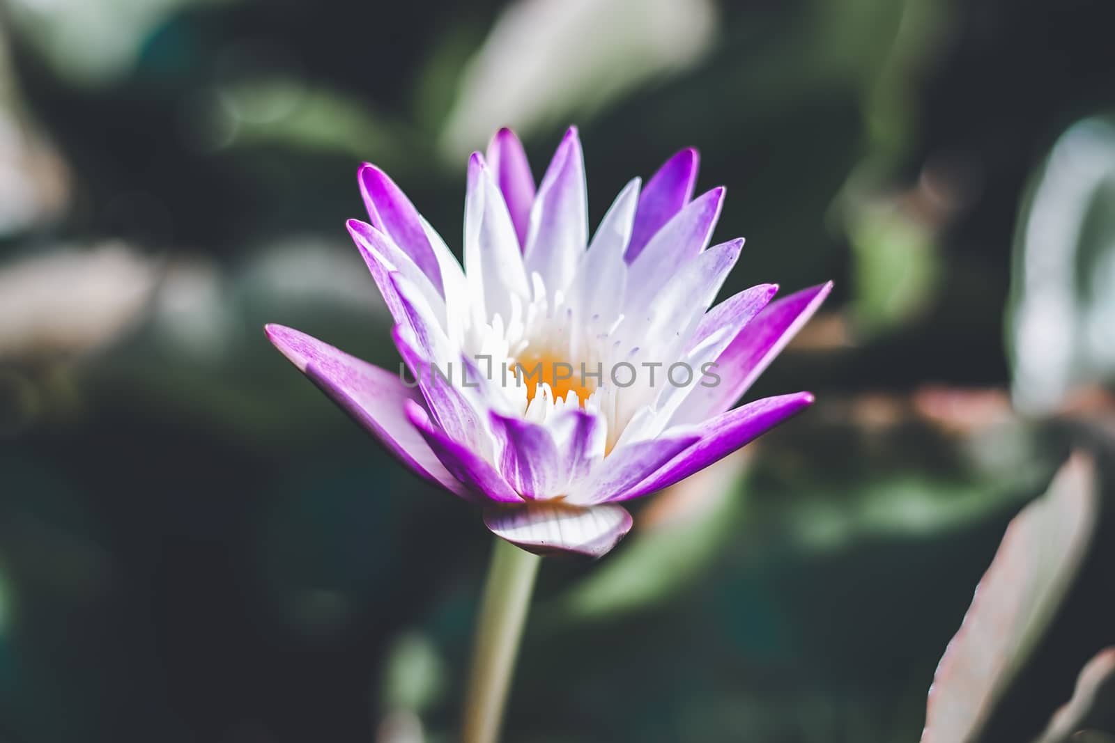 Purple lotus flower (Water Lily or Nymphaea nouchali or Nymphaea stellataWild) blooming in a pond for plant and nature concept, selective focus image