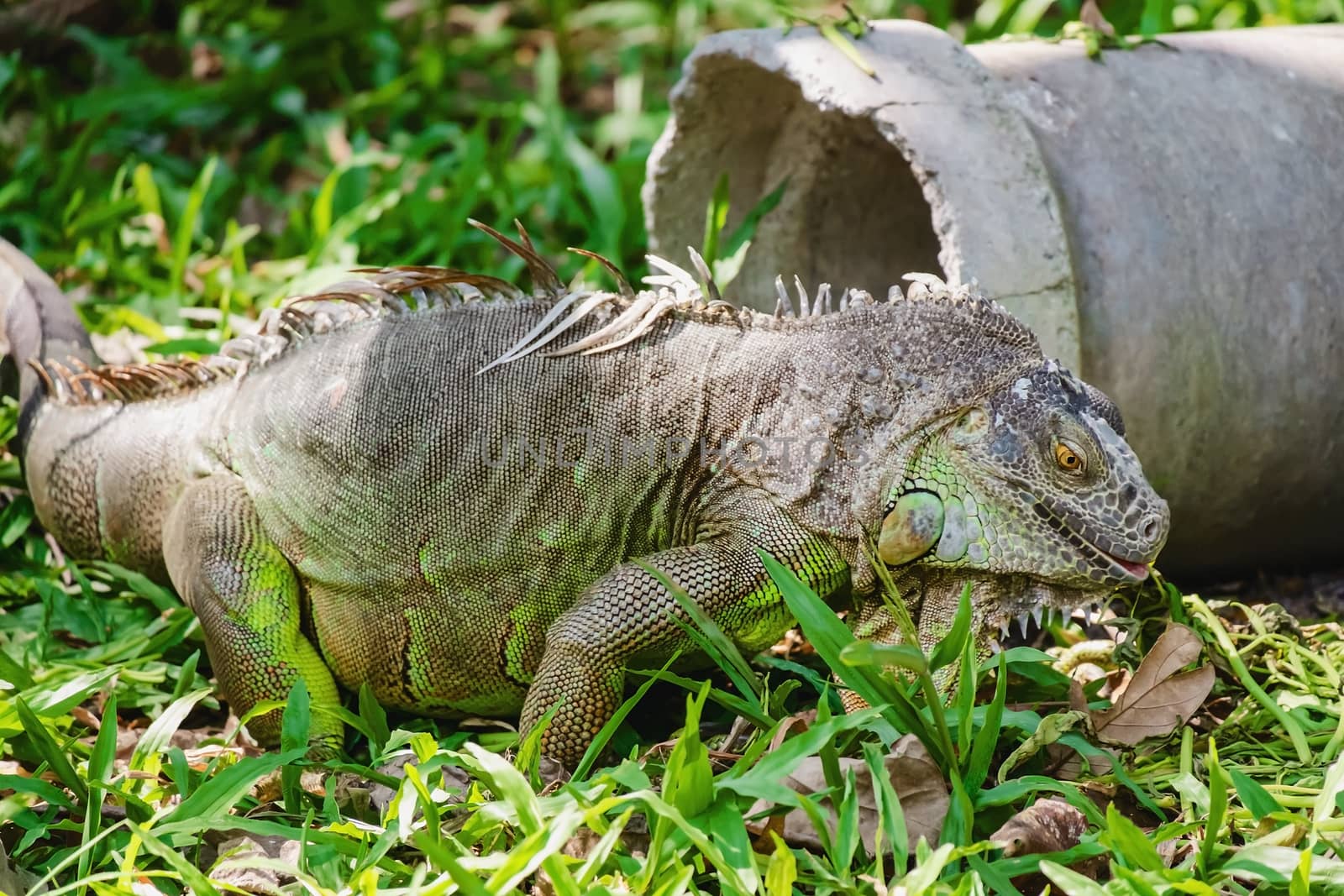 Rhinoceros Iguana (Cyclura cornuta) in the nature for animals and wildlife concept