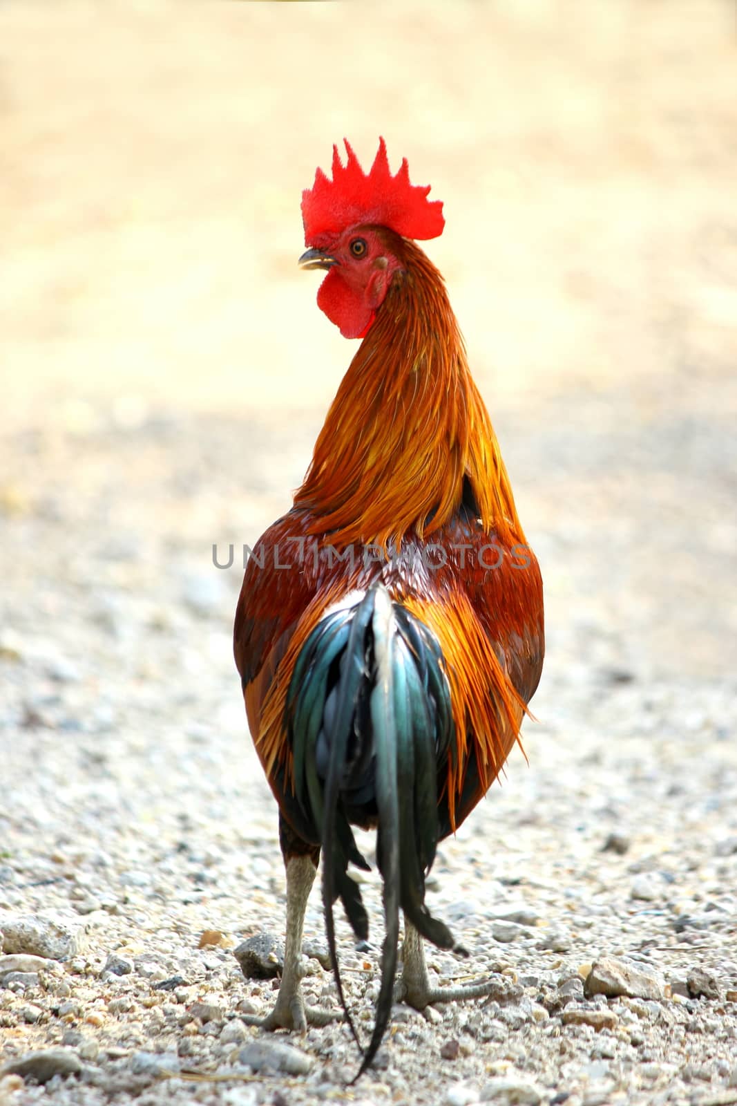 rooster, chicken countryside fighting cock rooster thailand by cgdeaw