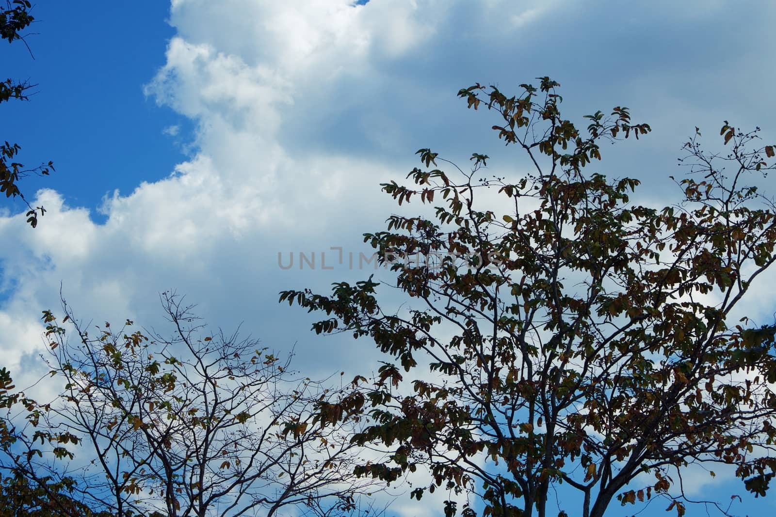 Top of tree branches against blue sky background for nature and environment concept