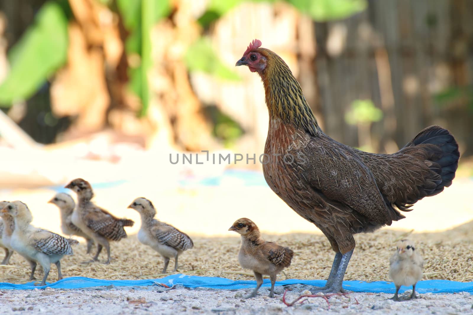 Hen chicks flock standing on the ground with rice, flocks of chicks, chicken chick by cgdeaw