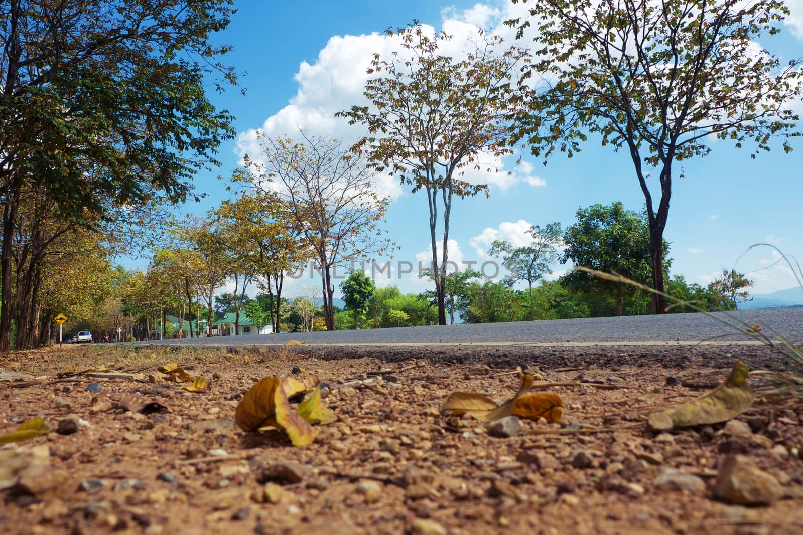 Rural country road amidst green trees with fluffy clouds and blue sky background for travelling and transportation concept