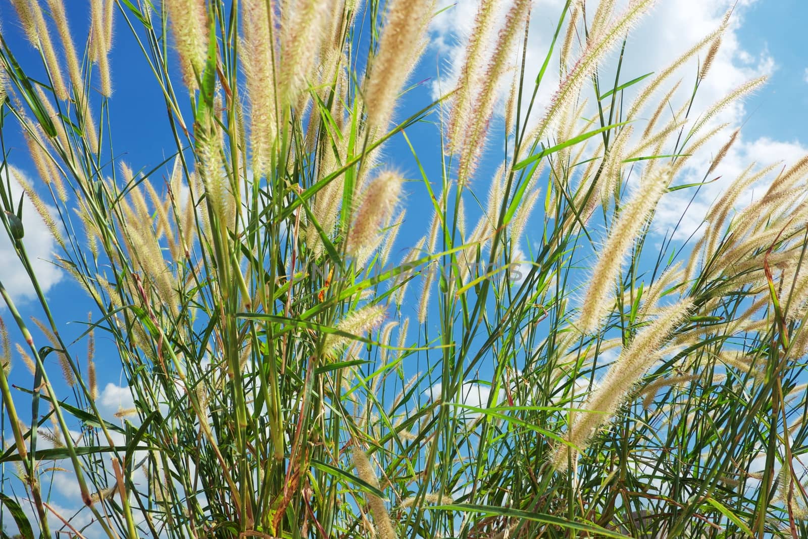 Feather grass field against blue sky background for nature and environment concept