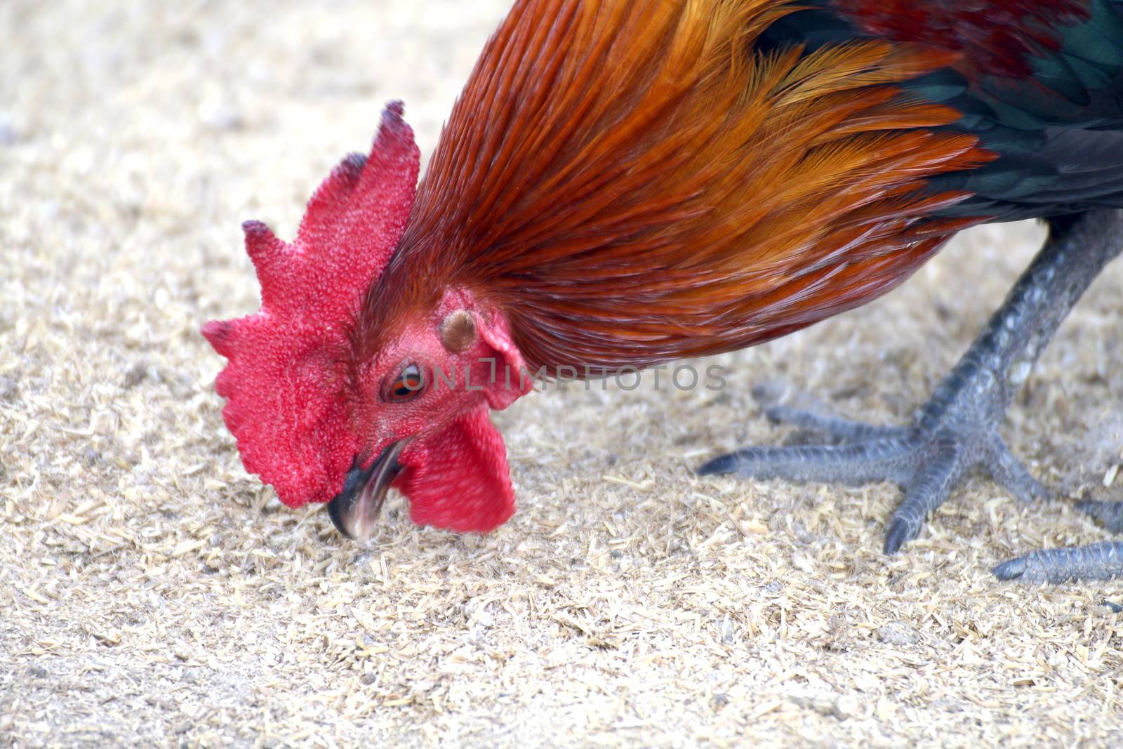 Rooster cock eating cereal (selective focus), Rooster cock chicken close up by cgdeaw