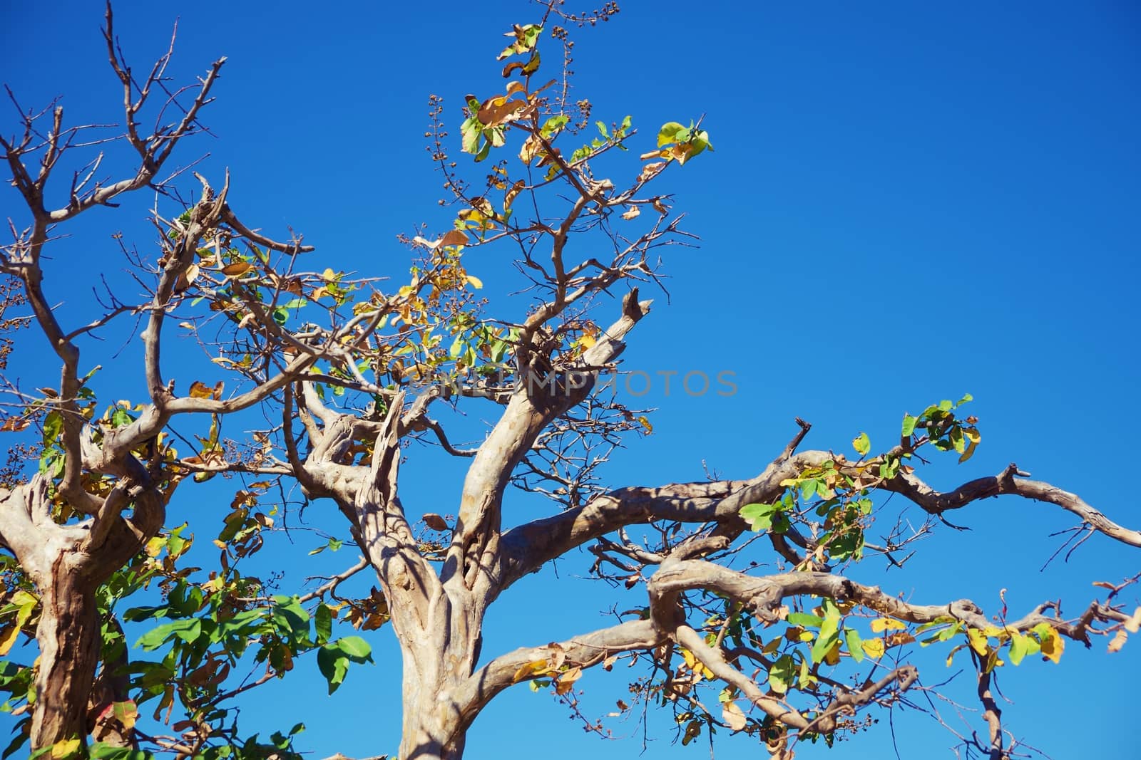Top of tree branches against blue sky background for nature and environment concept