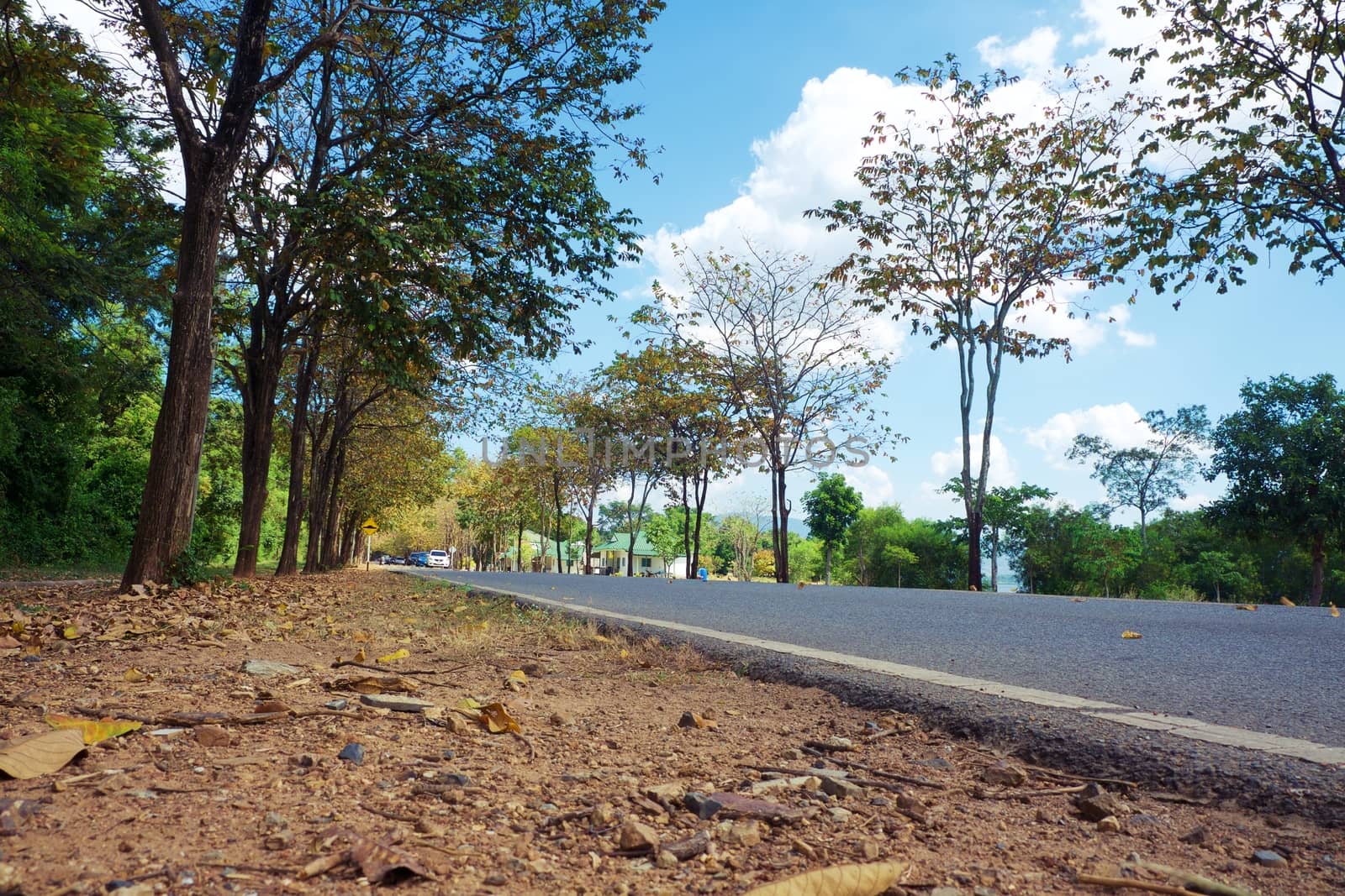 Rural country road amidst green trees with fluffy clouds and blue sky background for travelling and transportation concept