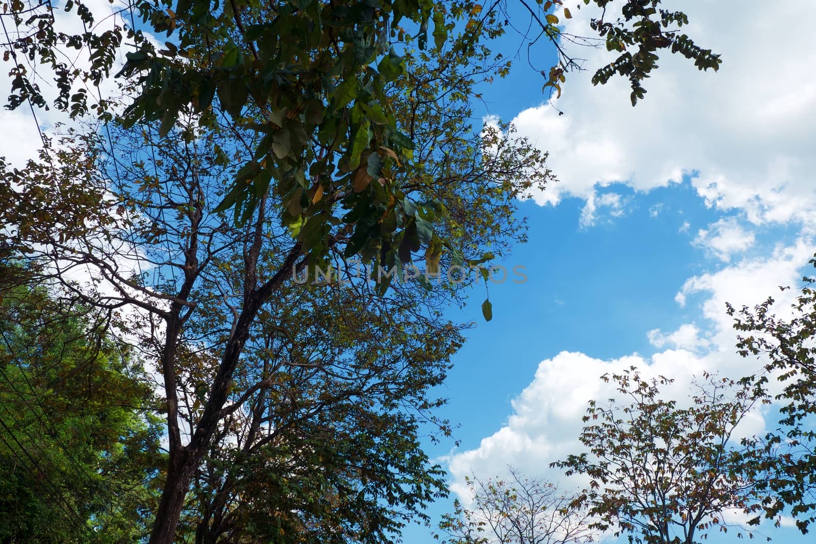 Top of tree branches against blue sky background for nature and environment concept