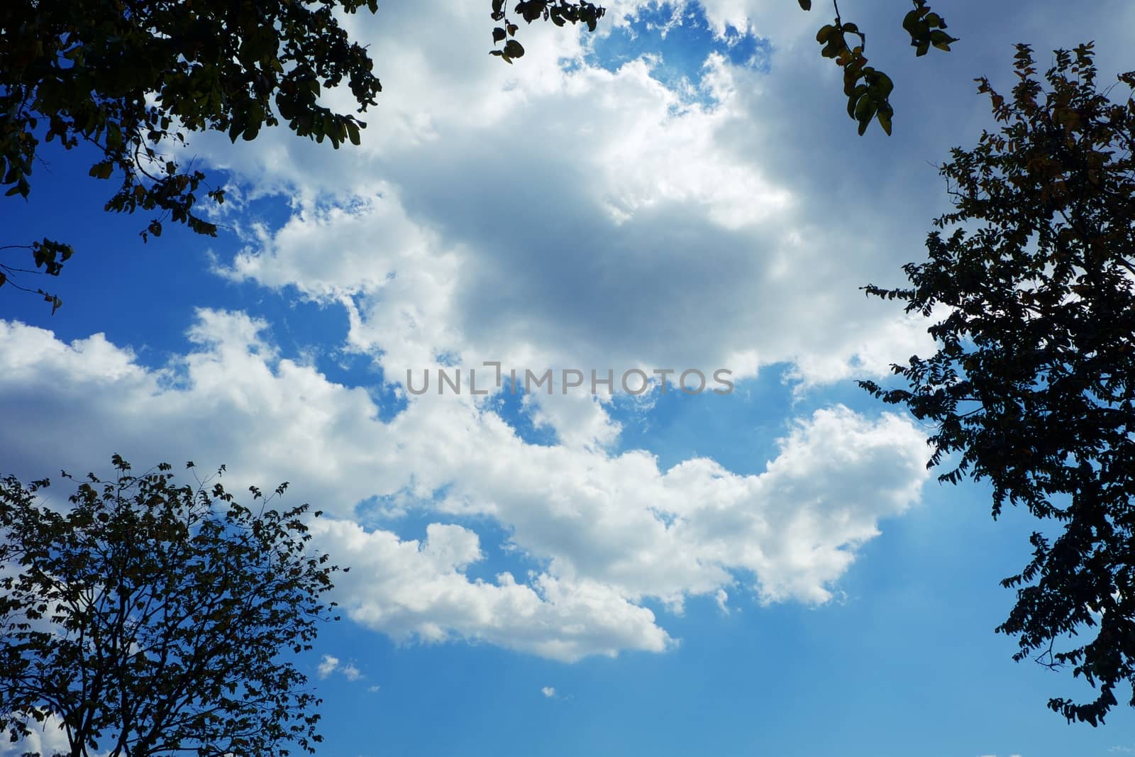 Top of tree branches against blue sky background for nature and environment concept