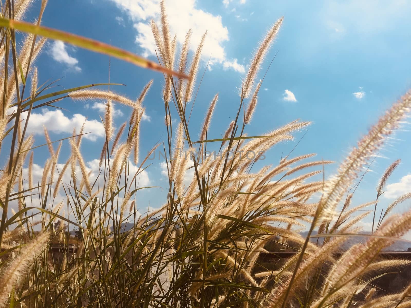 Feather grass field against blue sky background for nature and environment concept