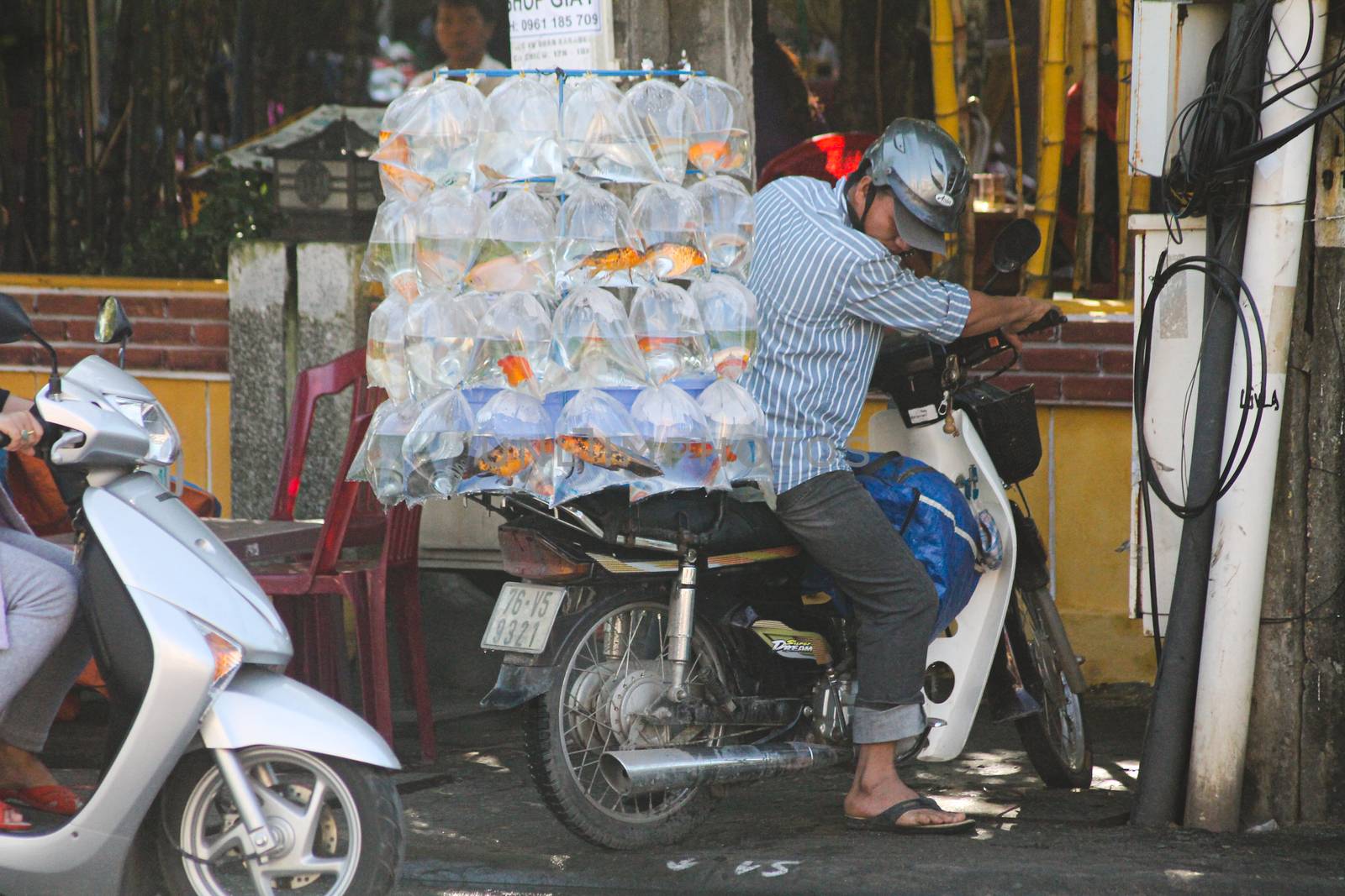 Editorial. Vietnamese motorbike driver carrying aquarium fishes in plastic bag containers in Hanoi, Vietnam