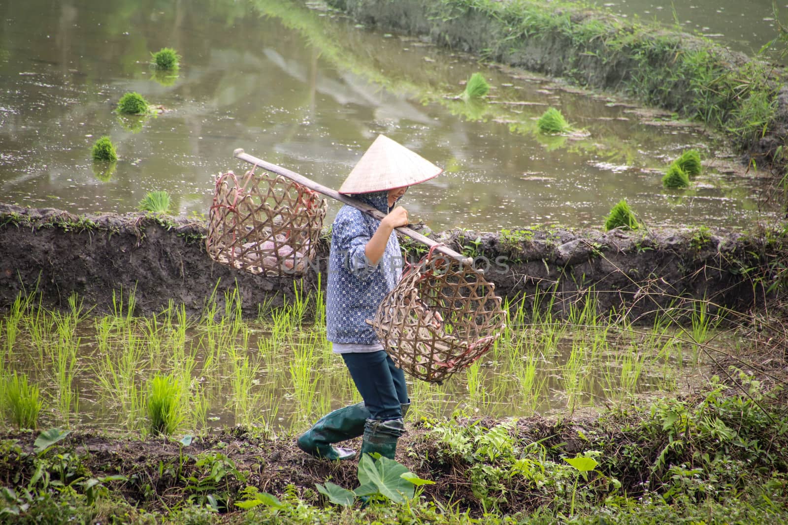 Editorial. Vietnamese Rice Farmer by Sonnet15