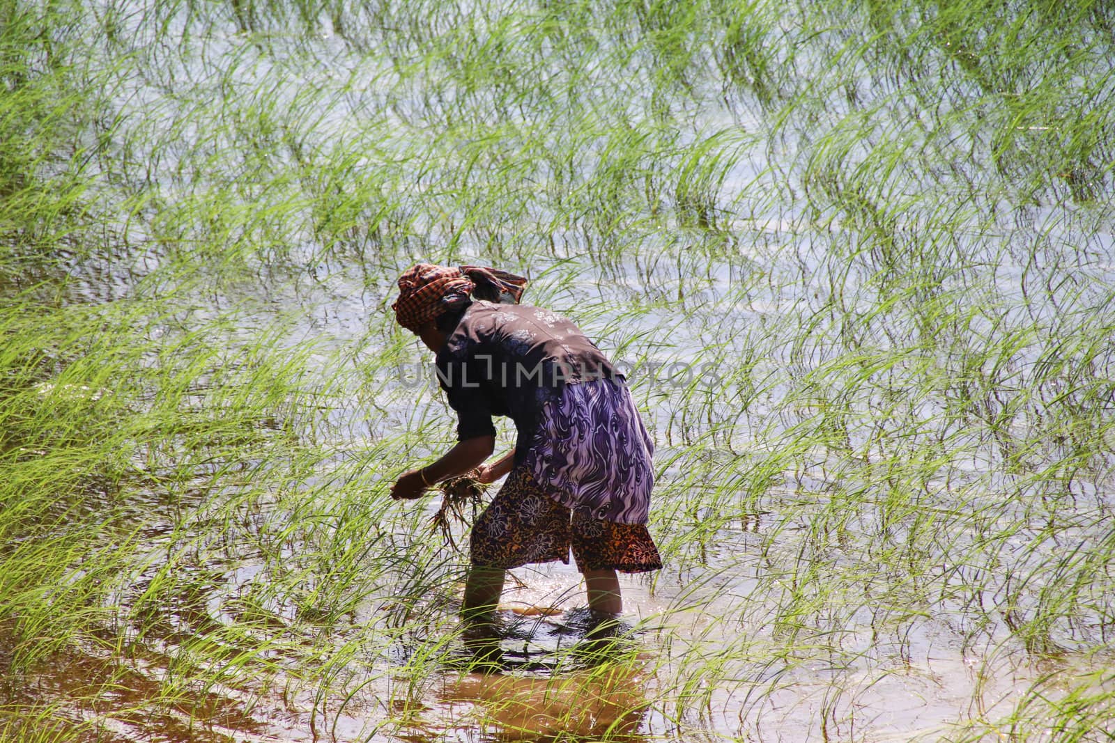 Editorial. A khmer woman planting rice in the rice paddy in Kampot Cambodia