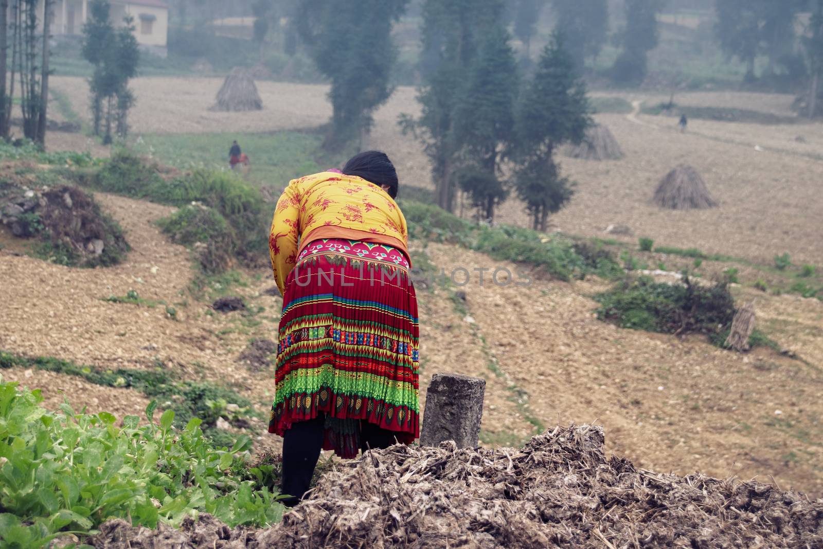 Editorial. A woman from the Hmong Tribe harvesting rapeseed in Dong Van, Vietnam