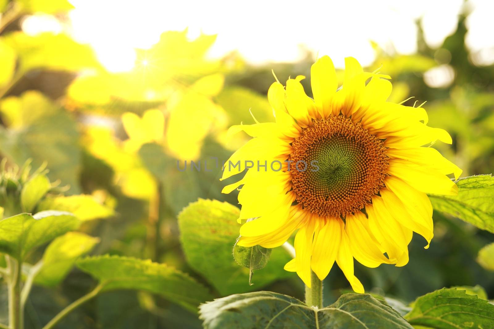 Sunflower natural background. Sunflower blooming. Sunflower field landscape 