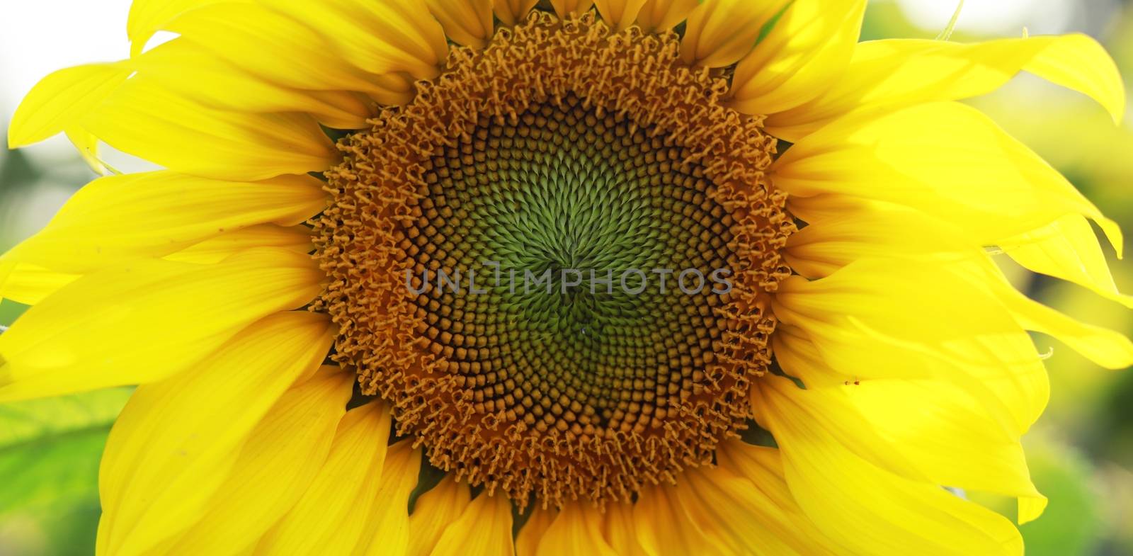 Sunflower natural background. Sunflower blooming. Sunflower field landscape 