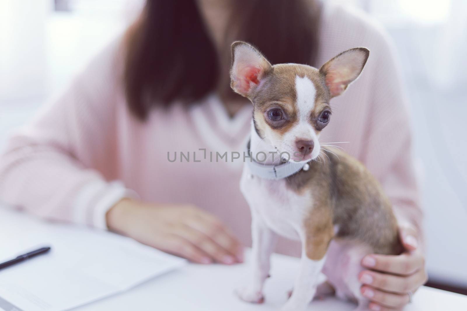 Coronavirus. Business woman working from home with dog Concept h by peandben