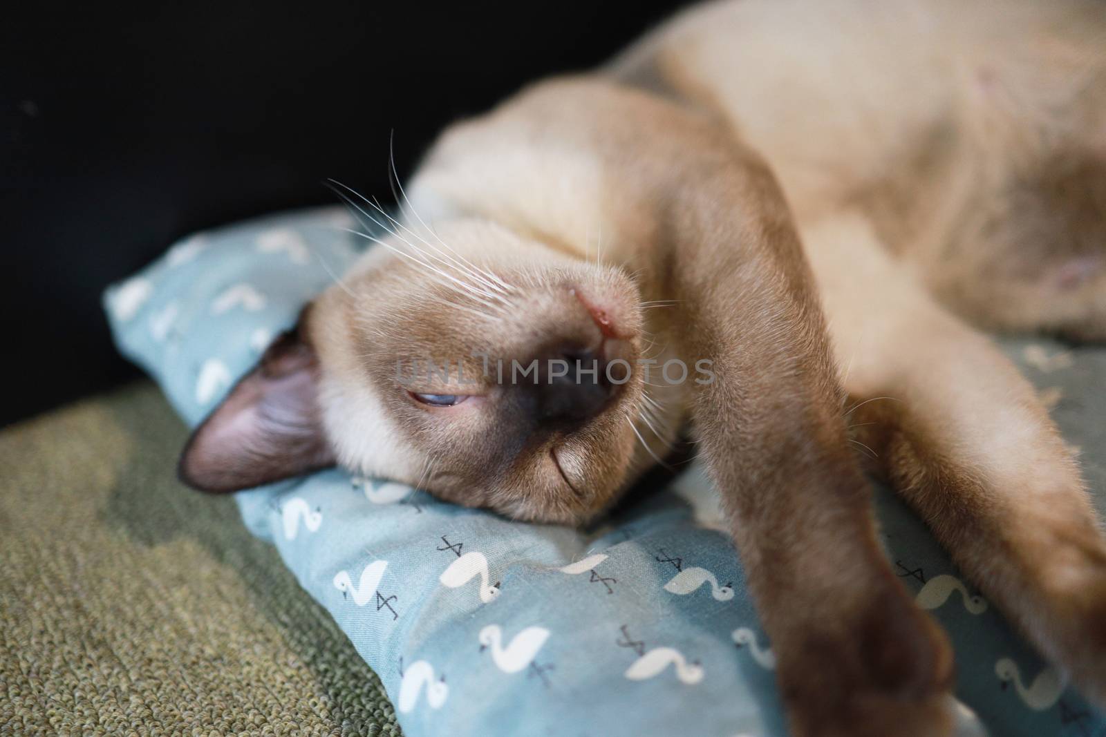 Brown beige cat with blue eyes. Siamese cat resting on floor by peandben