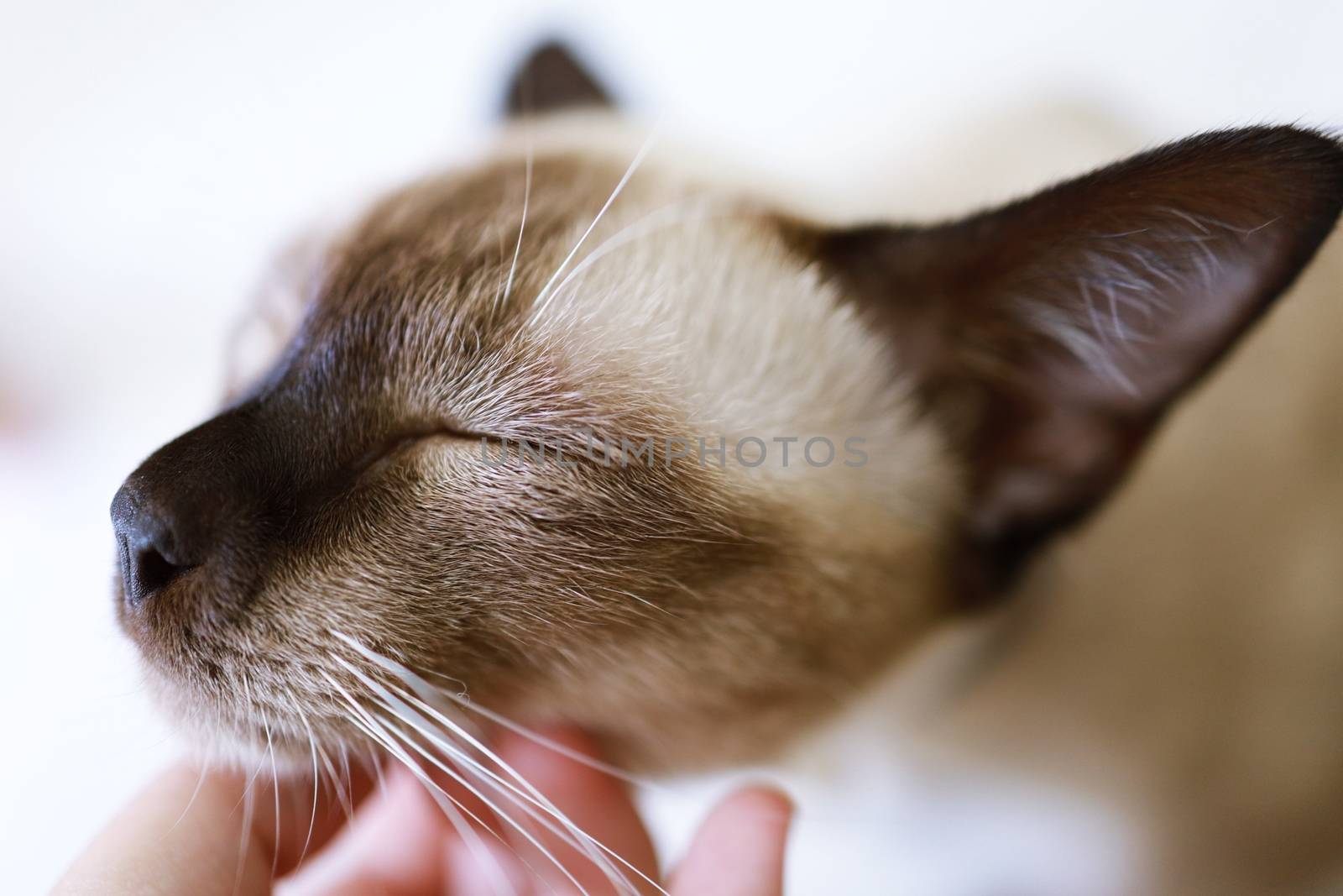 Brown beige cat with blue eyes. Siamese cat resting on floor by peandben