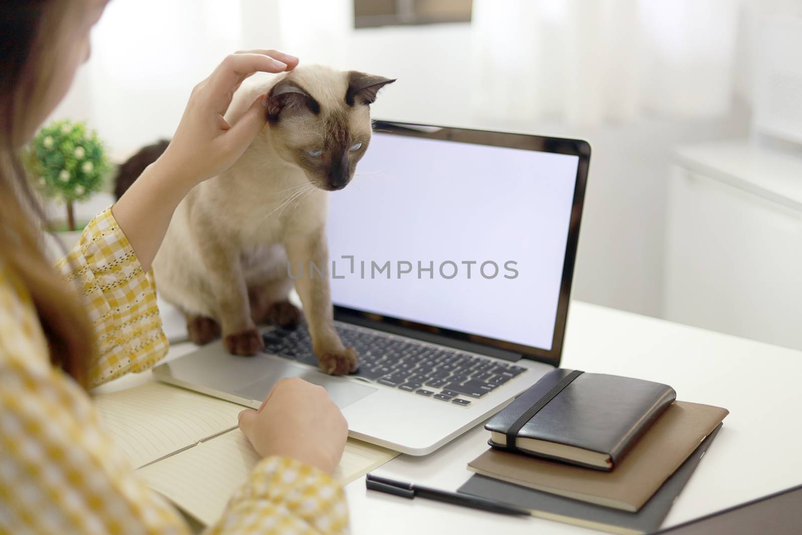 Coronavirus. Business woman working from home with cat Concept h by peandben