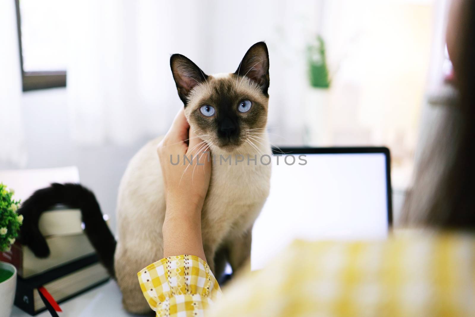 Coronavirus. Business woman working from home with cat Concept home quarantine, COVID-19, Coronavirus outbreak situation