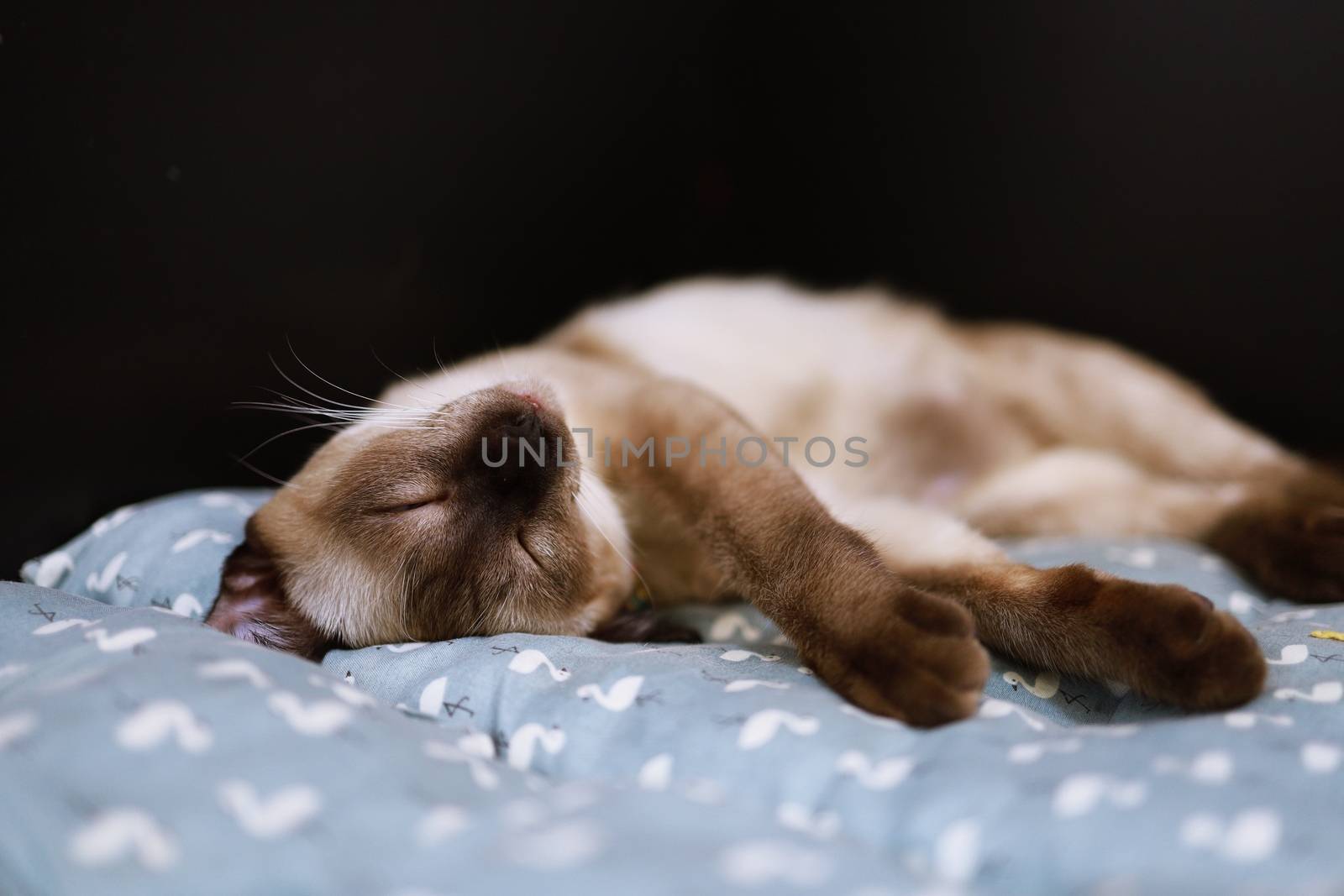 Brown beige cat. Siamese cat resting on the floor