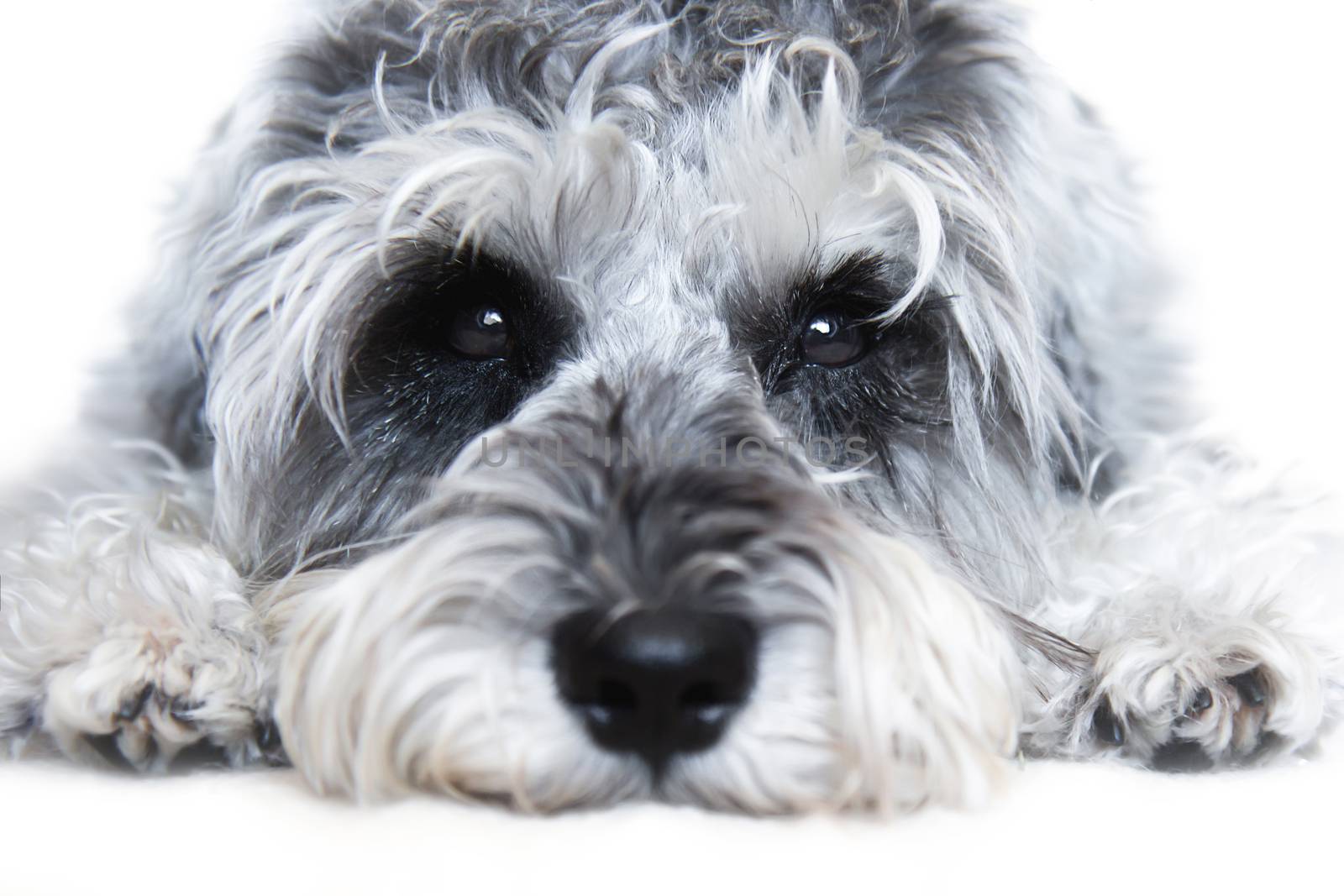 Small black and white miniature schnauzer dog wtih funny face looking at camera on white