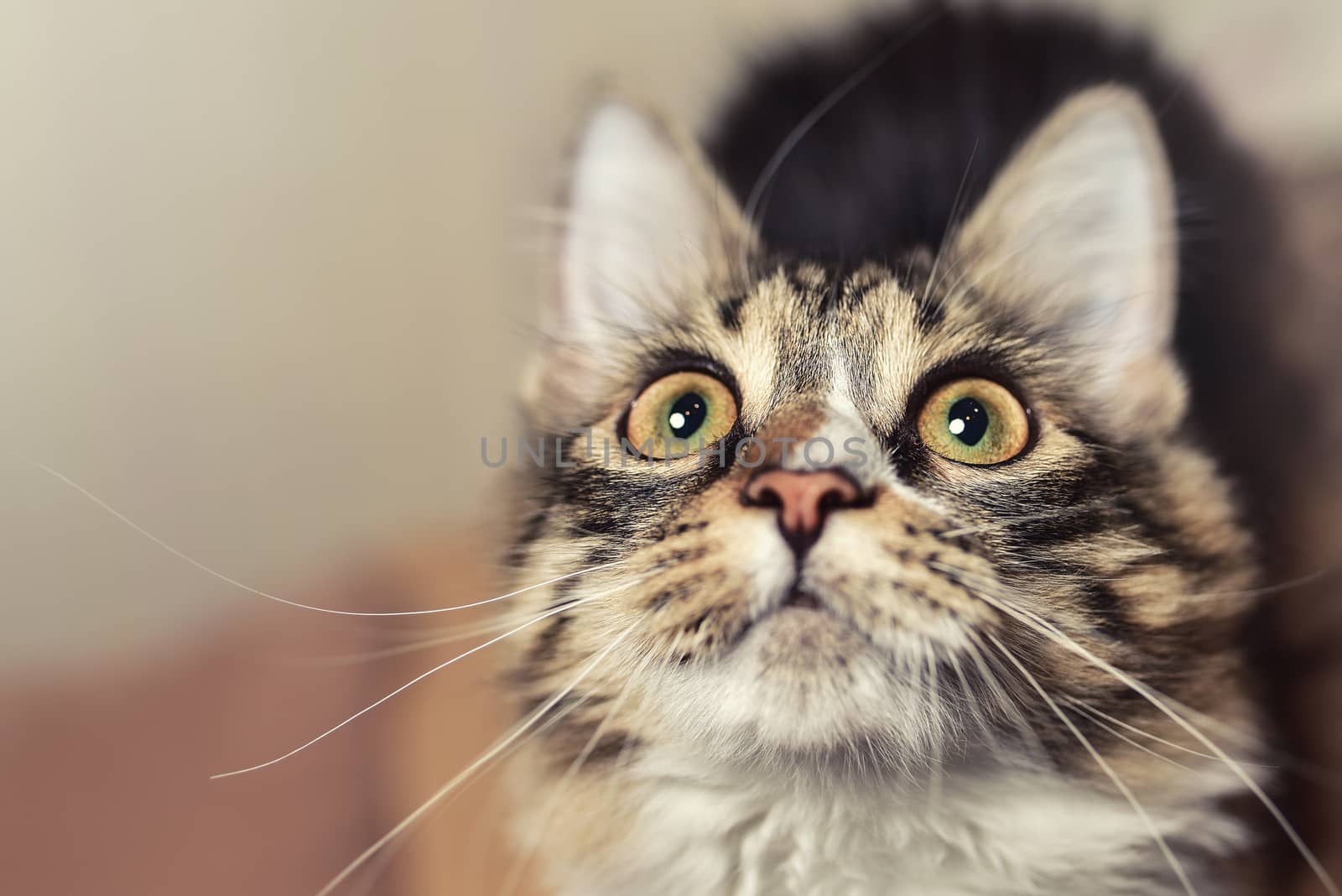 Wow emotion concept Portrait of a beautiful siberian Cat, wich looks up closely. Cat is looking forward to eating. Cat prepares for the game. cat saw something unusual.