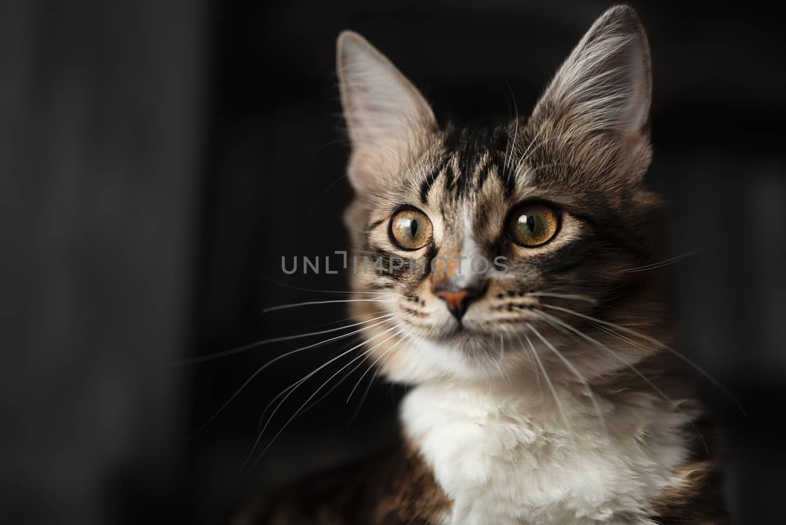 Portrait of a beautiful siberian Cat, which carefully looks into the distance