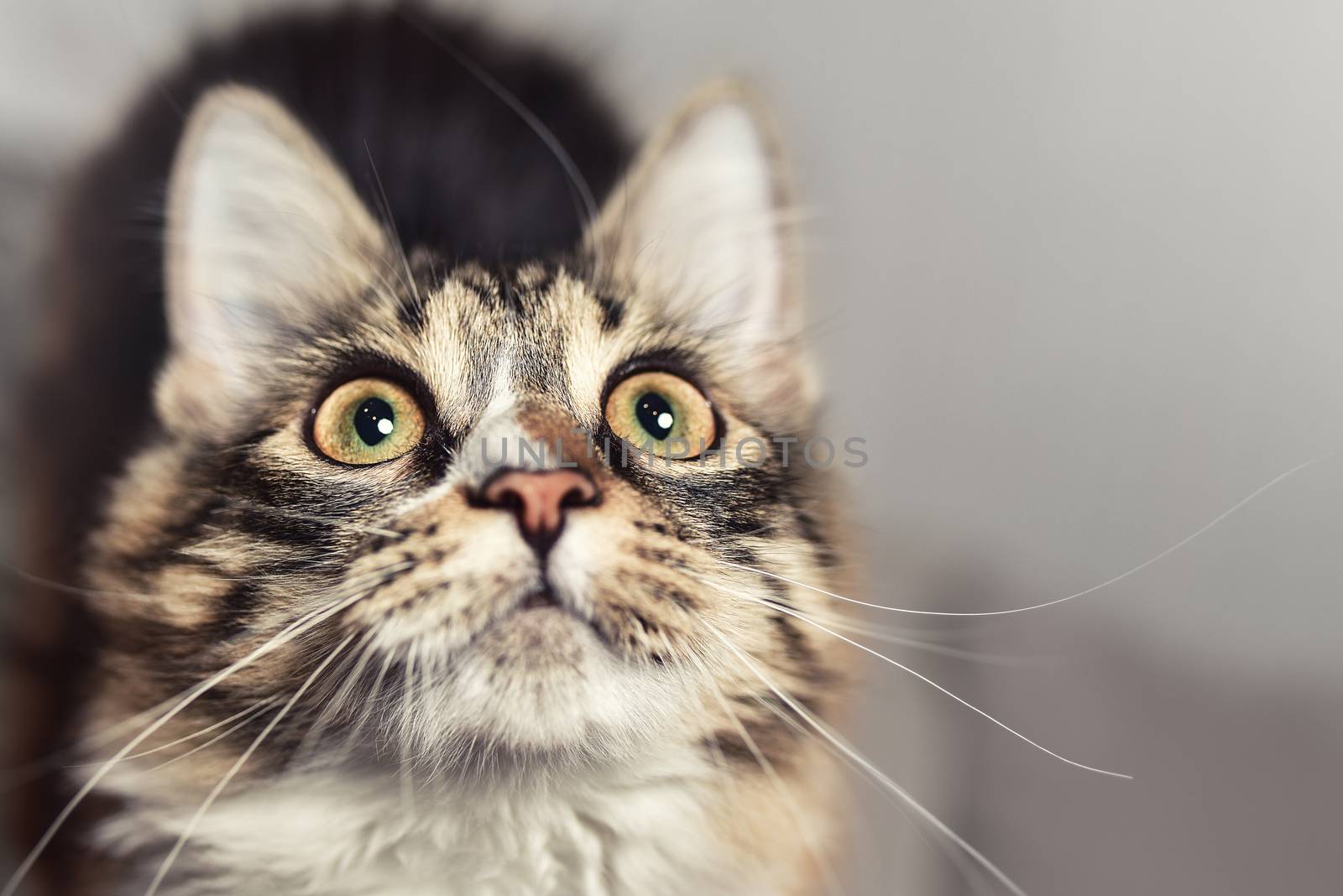 Wow emotion concept Portrait of a beautiful siberian Cat, wich looks up closely. Cat is looking forward to eating. Cat prepares for the game. cat saw something unusual.