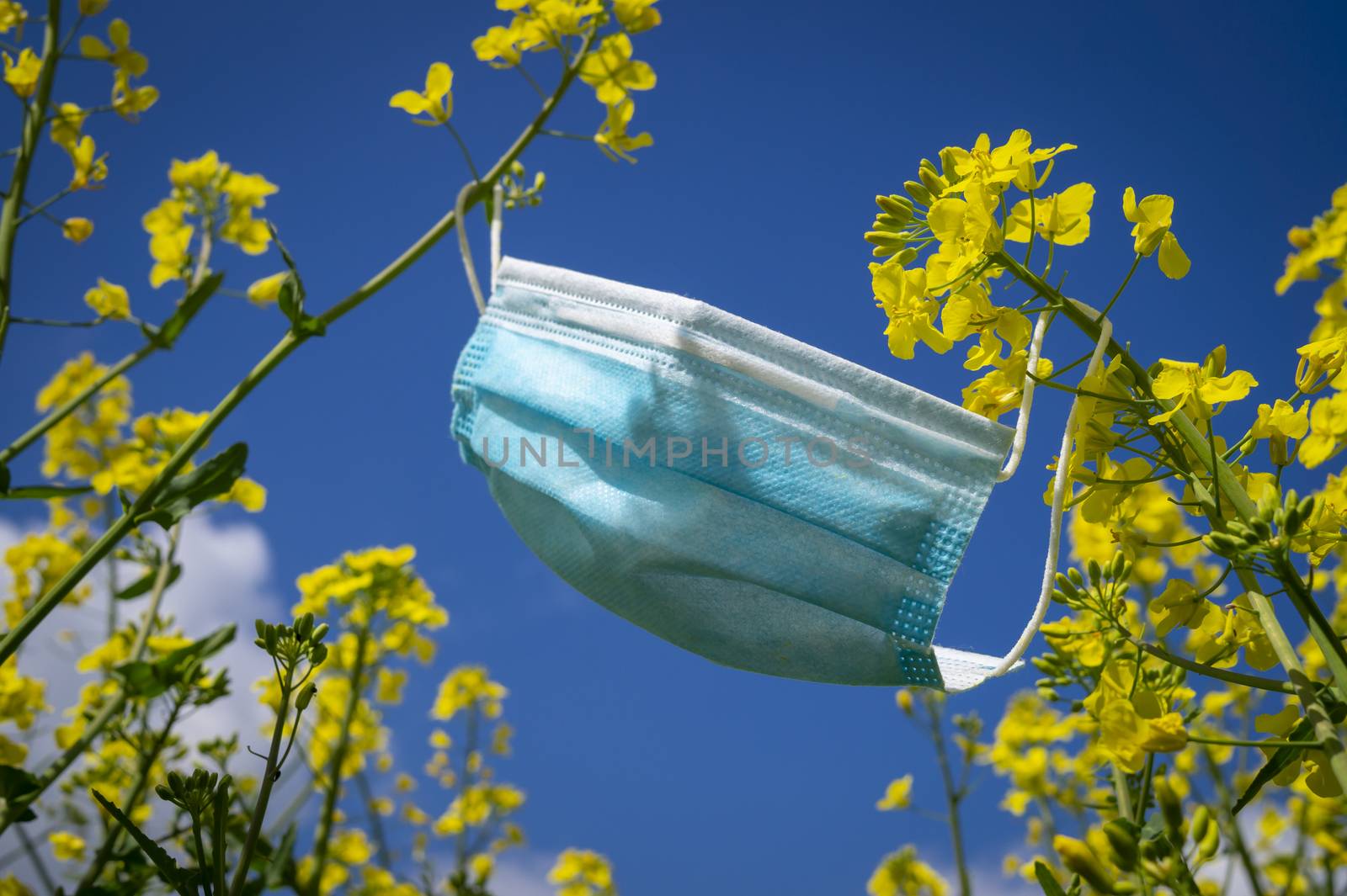 Surgical face mask hanging on yellow rapeseed or mustard seed flowers in a concept of hay fever and respiratory allergies due to pollen against a sunny blue sky