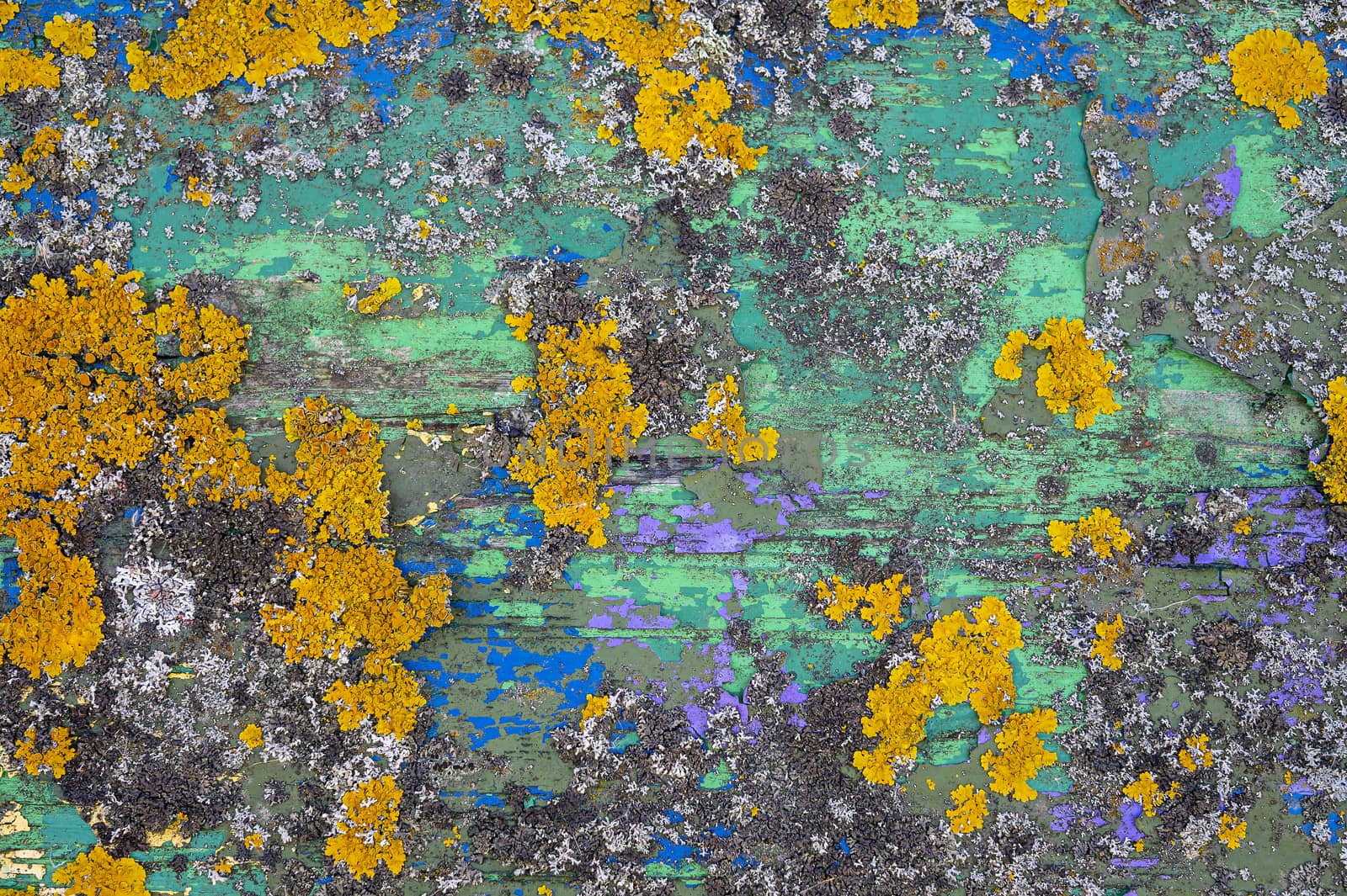 Colorful yellow lichen growing on painted green and blue old weathered wood with peeling paint in a close up full frame background texture